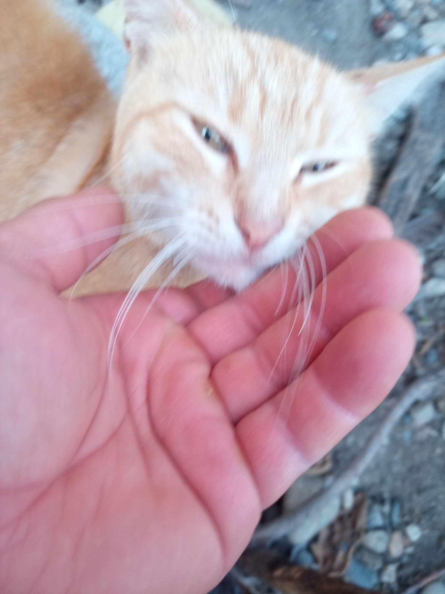 An out-of-focus close-up shot shows a person's hand gently petting a ginger-colored cat. The cat's face is partially visible, with its eyes closed and whiskers tickling the person's hand. The background is blurred, suggesting an outdoor setting with gravel and possibly dry leaves on the ground. The scene conveys a sense of affection and tranquility.