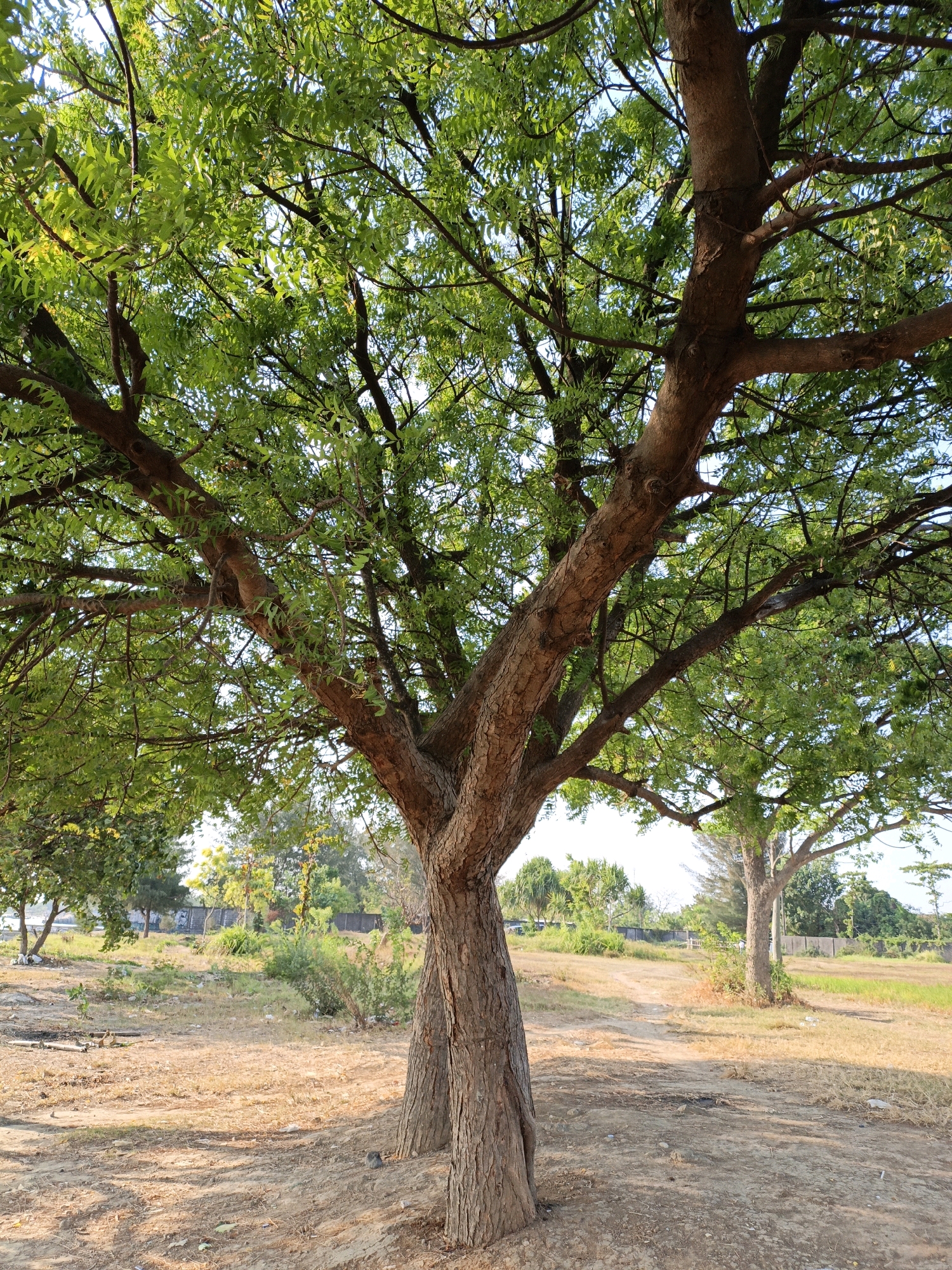 The image depicts a large, mature tree with a thick, rough trunk and branches reaching outwards, covered in lush green foliage. The tree stands in a sun-drenched, dry, and dusty environment with sparse, dry grass and some small bushes. In the background, other trees and vegetation are visible, as well as a fence and what appears to be a dirt path winding through the landscape. The overall setting suggests an outdoor area, possibly a park or undeveloped land, in a warm climate. There are no people or animals visible in the frame. The location is Cikal, Indonesia.