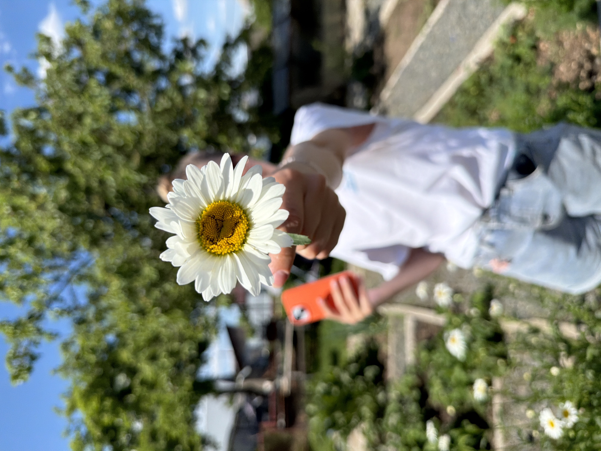 The image captures an outdoor scene in Chaikovsky, Russia, under clear blue skies with scattered clouds. The primary focal point is a single white daisy with a prominent yellow center, held directly towards the camera by an individual's right hand. The individual, positioned slightly behind the daisy, is largely out of focus, wearing a white short-sleeved t-shirt and light blue denim shorts. Their left hand holds an orange-cased smartphone. The background is rendered with significant depth of field blur, showcasing lush green tree foliage against the sky. Distant, indistinct structures are visible in the mid-ground, and the lower portion of the background reveals blurred garden beds containing other white flowers, consistent with daisies, alongside a narrow, light-colored pathway.