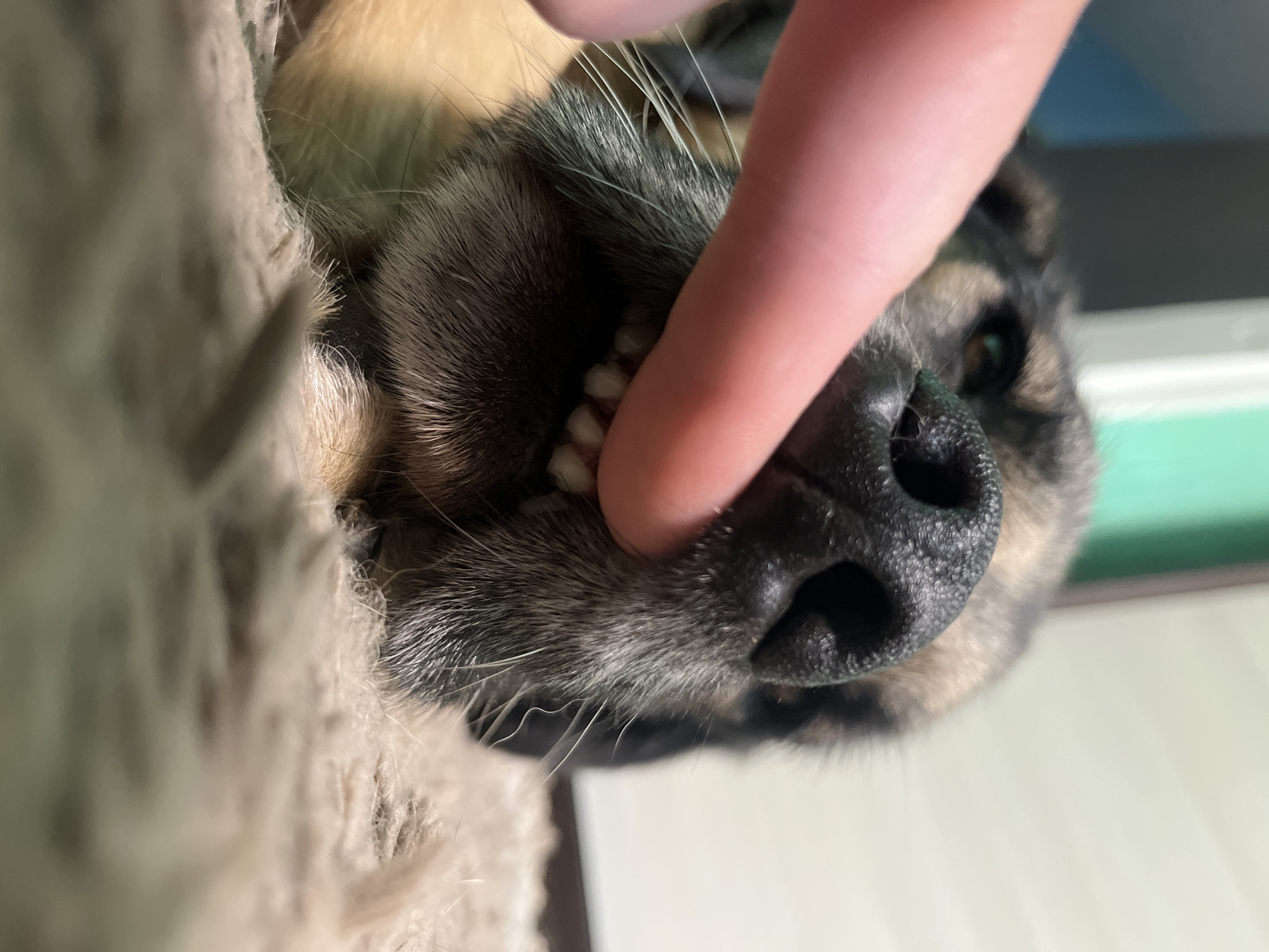 A close-up shot focuses on the snout and teeth of a dog, as a human finger gently presses its lips upwards, revealing its teeth. The dog's fur is a mix of brown, black, and tan. The background is blurred, with hints of green and white. This image was taken indoors, and there is no indication of its location in Nizhny Tagil, Russia, or any other specific city.