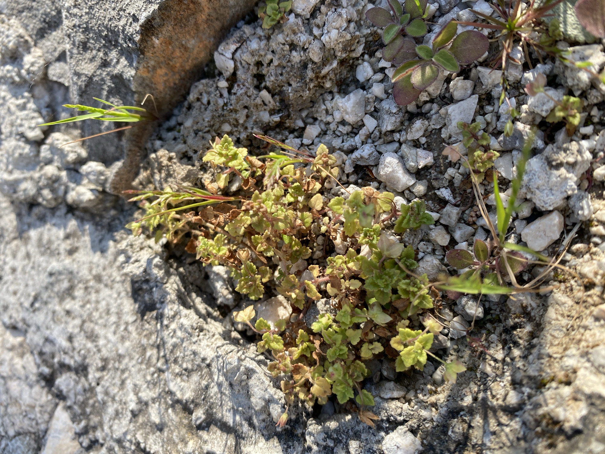 The image shows a close-up view of vegetation growing on a rocky surface. The rock appears to be a type of limestone or similar sedimentary stone. The vegetation consists primarily of small, green plants with rounded leaves, interspersed with some blades of grass. The scene is brightly lit, suggesting a sunny day. The location is likely in Budva, Montenegro.