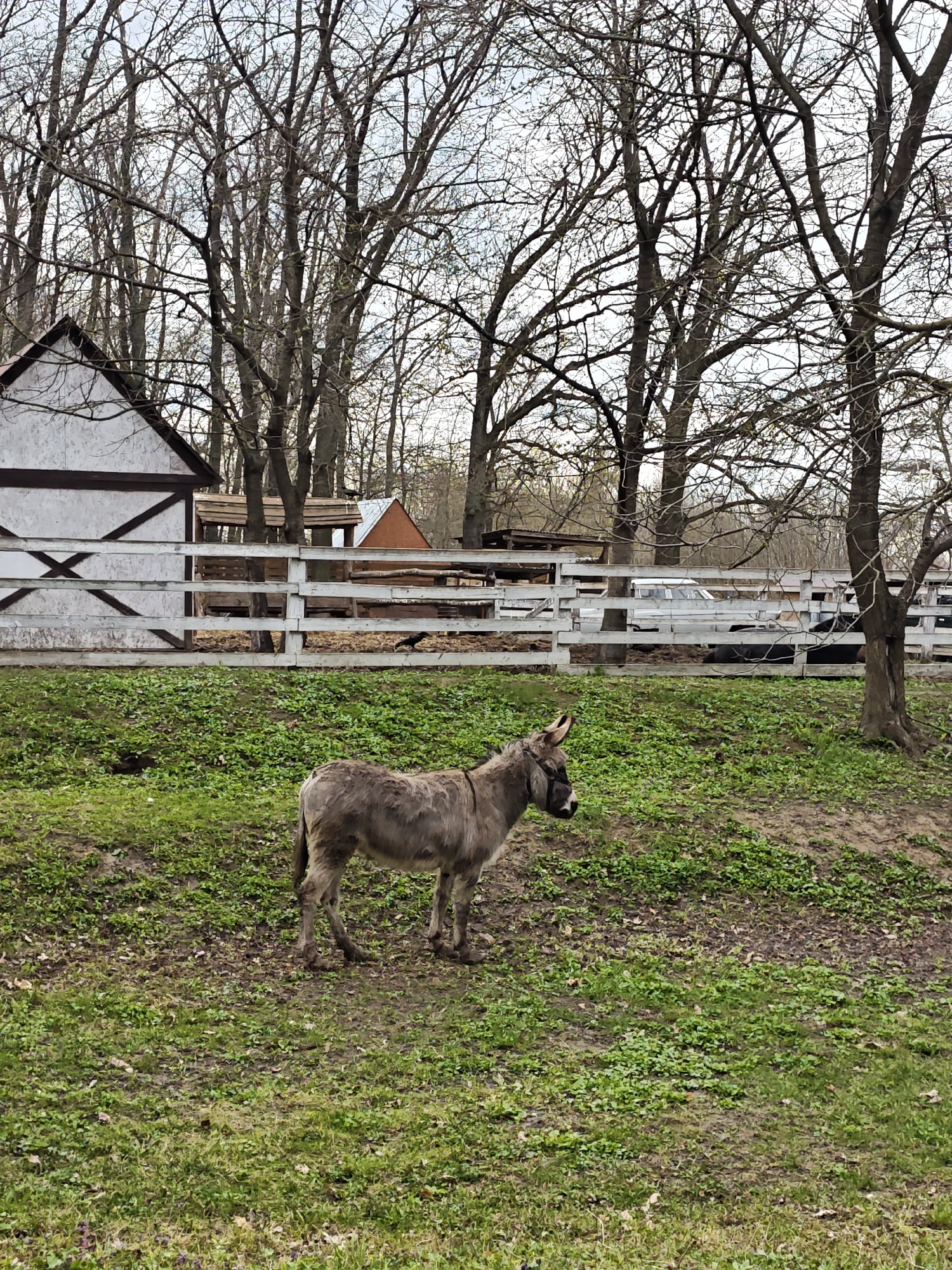 The image shows a donkey standing in a grassy field. Behind it, there's a white fence bordering an enclosure with farm structures and bare trees in the background. The location is consistent with a rural area or farm in Khrinivka, Ukraine. No people are visible. The donkey is the main subject, seemingly grazing or resting.