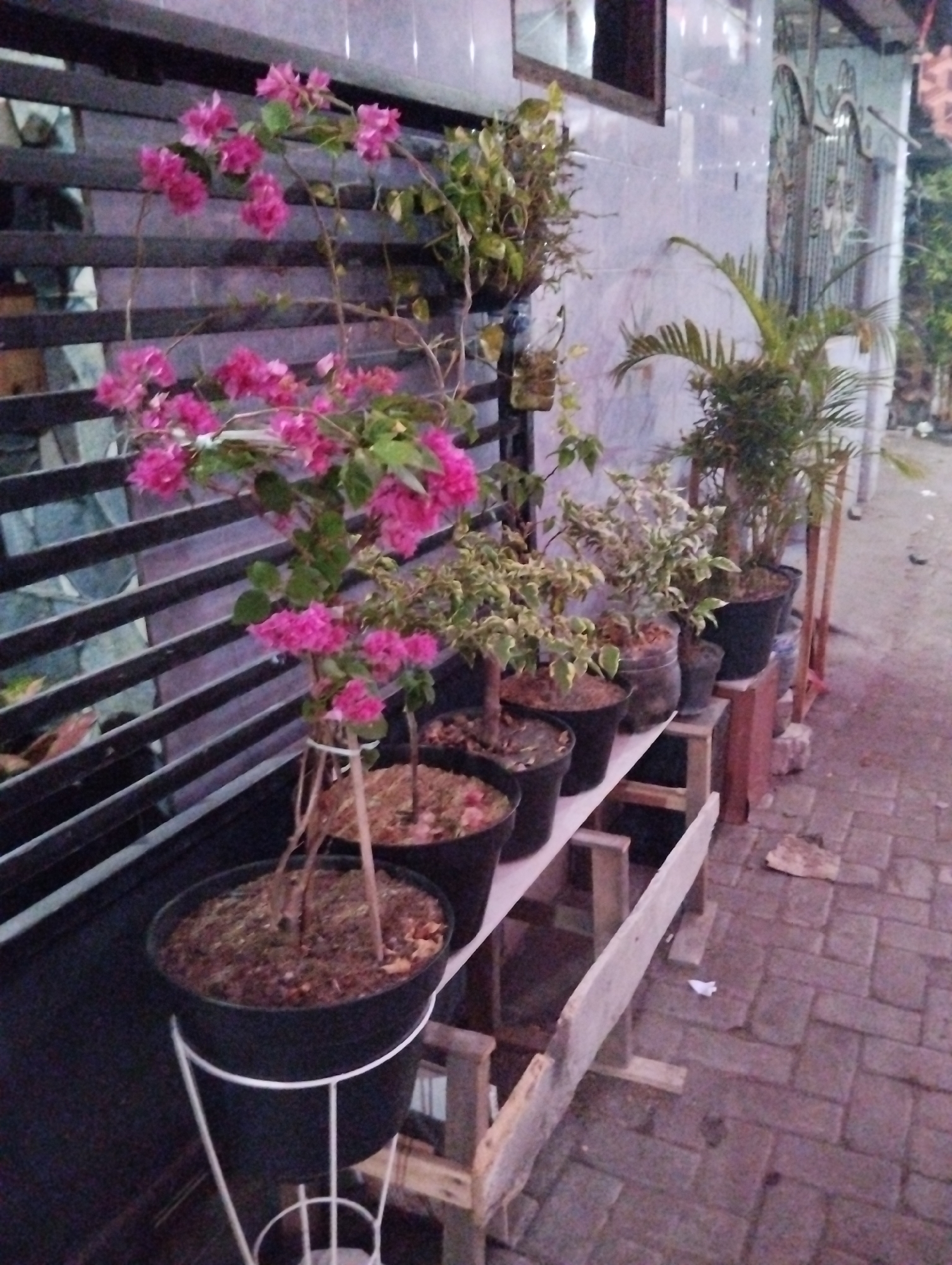 The image depicts an outdoor scene in Kepuh Kiriman, Indonesia, featuring several potted plants arranged along a pathway. In the foreground, a large black pot with a white wire stand holds a plant with dry brown leaves. To its left, another black pot, also on a white stand, contains soil and a plant with a thin trunk. Further left, more black pots are visible on a multi-tiered wooden shelf, some holding plants with green and white variegated leaves. A prominent flowering plant with vibrant pink bracts is the main focus on the left side of the image, its delicate branches reaching upwards. Behind the flowering plant, a dark metal fence runs horizontally. To the right, several other potted plants are arranged on the ground and on wooden supports. One plant, possibly a palm, is in a black pot, while another appears to be a smaller shrub. The pathway is paved with interlocking bricks. A light blue wall with ornate metalwork on a gate is visible in the background. The lighting suggests it is either early morning or late evening.