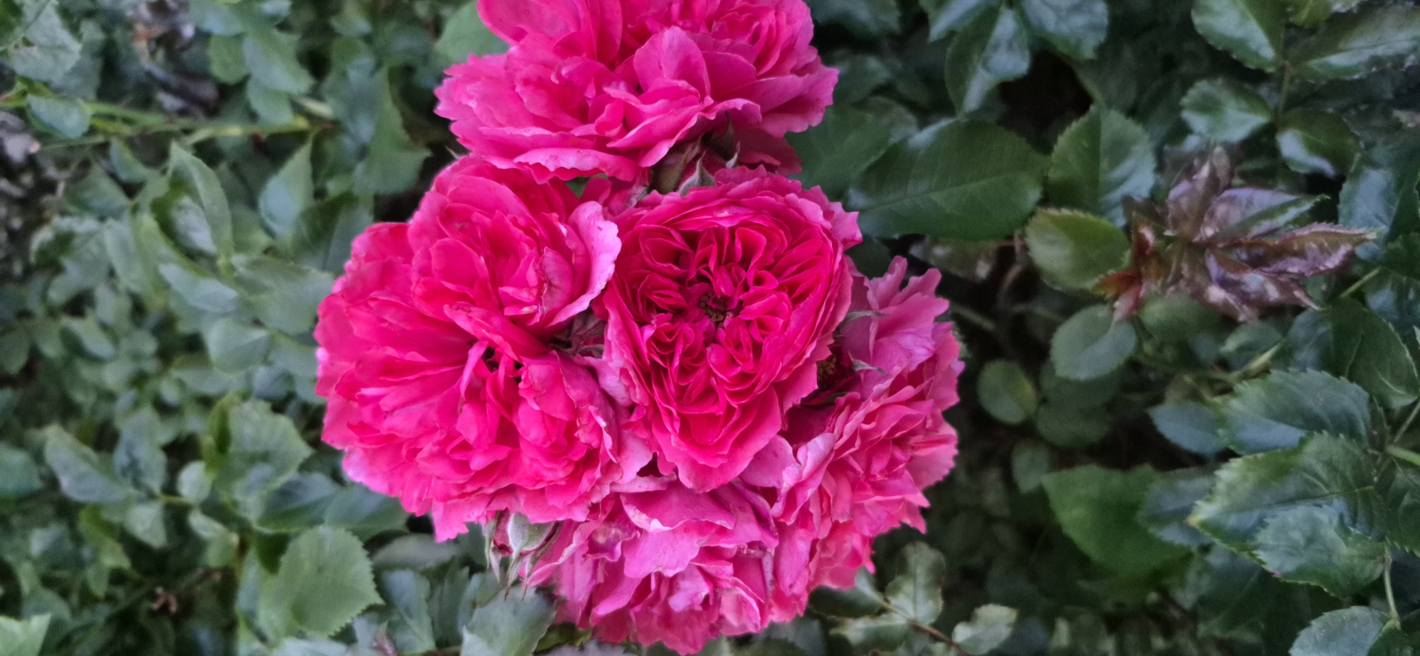 A cluster of vibrant pink roses, their petals layered and ruffled, are in full bloom against a backdrop of lush green foliage. The roses are the primary subject, occupying the majority of the frame, with their intense color and intricate details drawing the viewer's attention. The surrounding leaves are a deep green, providing a natural and verdant contrast to the bright blossoms. The lighting suggests it might be an overcast day or late afternoon, as the colors are rich but not harshly lit. The scene is static, capturing a moment of natural beauty. This image could have been taken in a garden, park, or along a street in Gdańsk, Poland, where roses are commonly cultivated in private gardens and public green spaces.