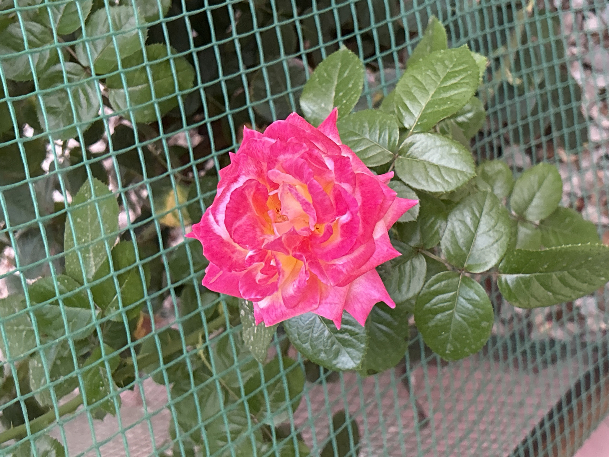 A vibrant pink and yellow rose blooms in the foreground, its petals unfurling against a backdrop of lush green leaves. A green mesh fence runs across the image, partially obscuring the foliage and the rose. The scene appears to be outdoors, possibly in a garden or park setting. There is no indication of the specific location within Boraldai, Kazakhstan, nor are there any people or actions depicted. The lighting suggests it is daytime.