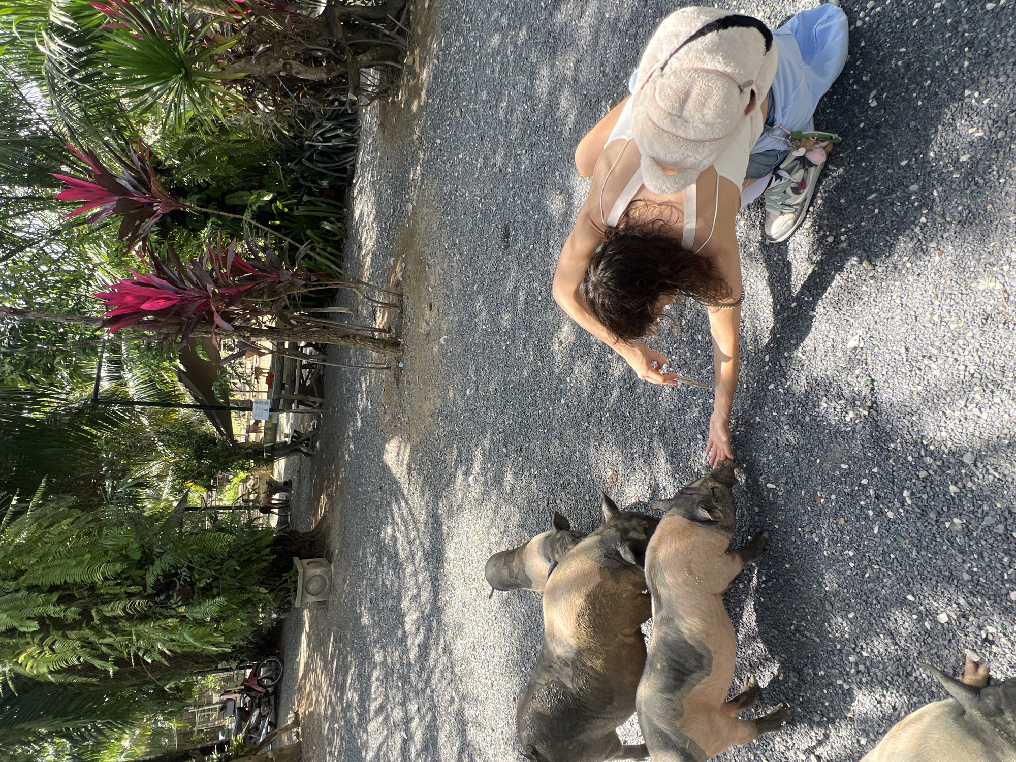 In Choeng Thale, Thailand, a woman wearing a white tank top and light blue pants kneels on a gravel ground, feeding a group of pigs. She is reaching out with her hand, and one pig is actively eating from it. The environment is outdoors, with lush green tropical vegetation, including palm trees and ferns, visible in the background. Sunlight dapples the ground through the shadows of the foliage, indicating a sunny day. There are also hints of other structures and objects, such as a motorcycle and picnic tables, suggesting this might be an animal sanctuary, farm, or a similar attraction.