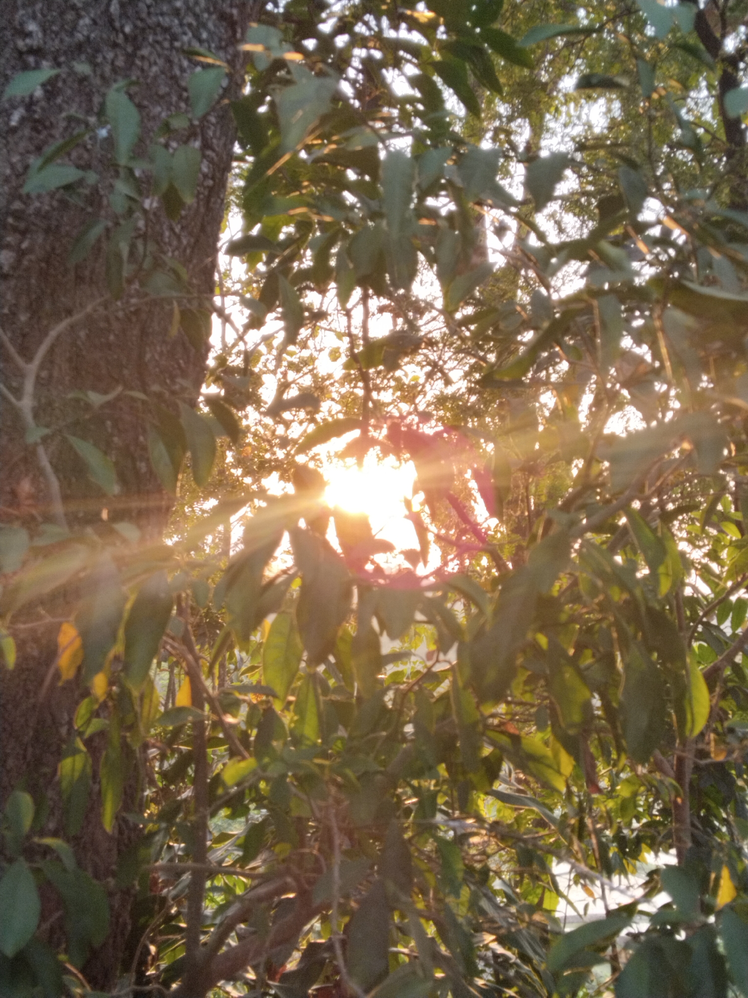 A medium shot captures a sunlit forest scene. The sun's rays pierce through lush green foliage, creating a dappled light effect. A rough-barked tree trunk is visible on the left side of the frame. The leaves appear slightly blurred, suggesting movement or a shallow depth of field. The overall impression is one of natural beauty and tranquility. The image was taken outdoors in a wooded area.