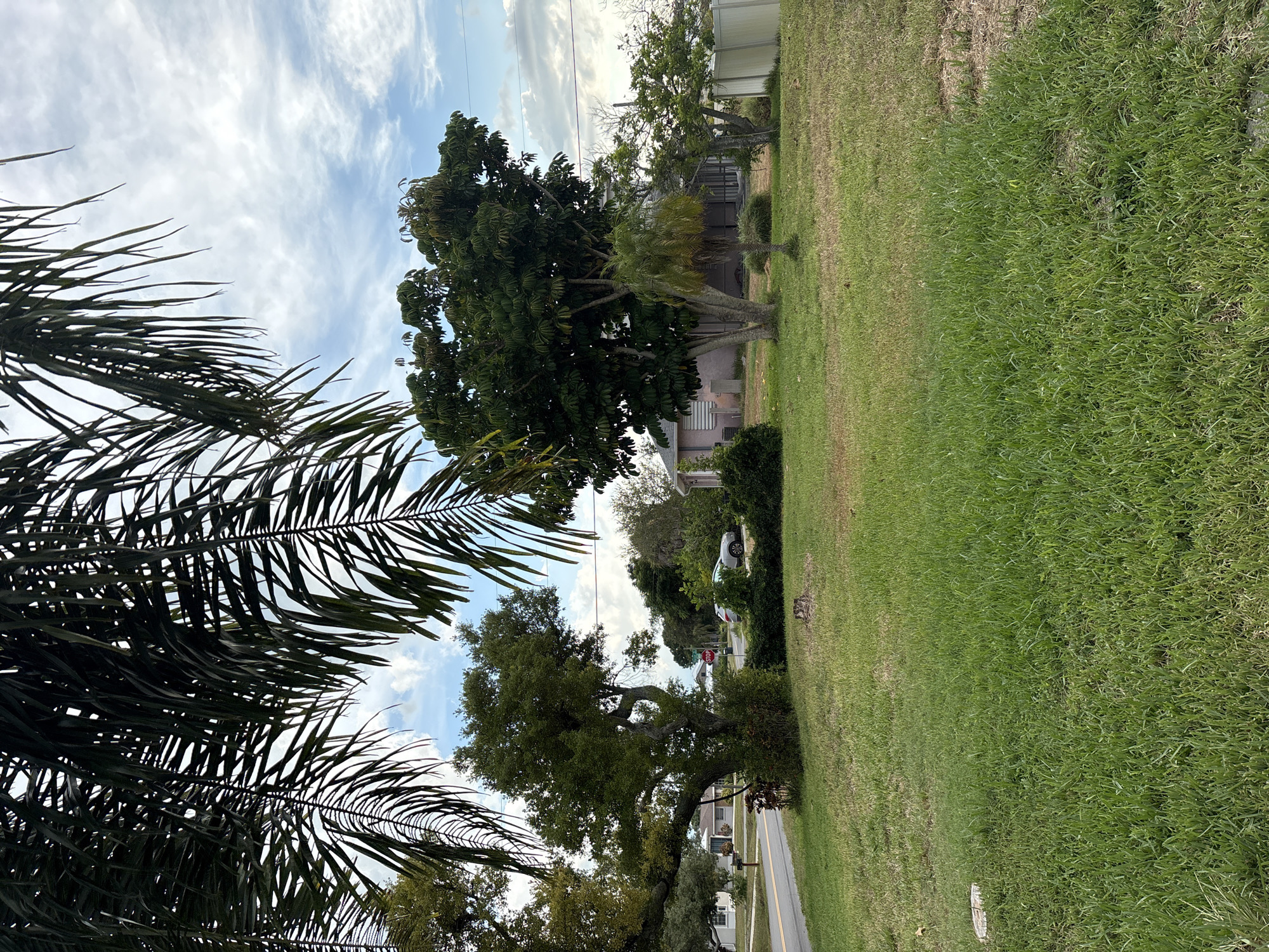 In South Venice, Florida, USA, a photograph captures a residential street scene dominated by lush green grass in the foreground. Tall palm fronds frame the top of the image, partially obscuring a sky with scattered clouds. The mid-ground features a mature, sprawling oak tree with gnarled branches, situated in a yard. Beyond the oak, a modest single-story house with a light-colored exterior is visible. A silver car is parked on the road, and a stop sign is present at an intersection. Further to the right, another house with a pinkish exterior and a screened-in porch is partially visible, bordered by a white fence. The overall environment suggests a suburban residential area with abundant vegetation.