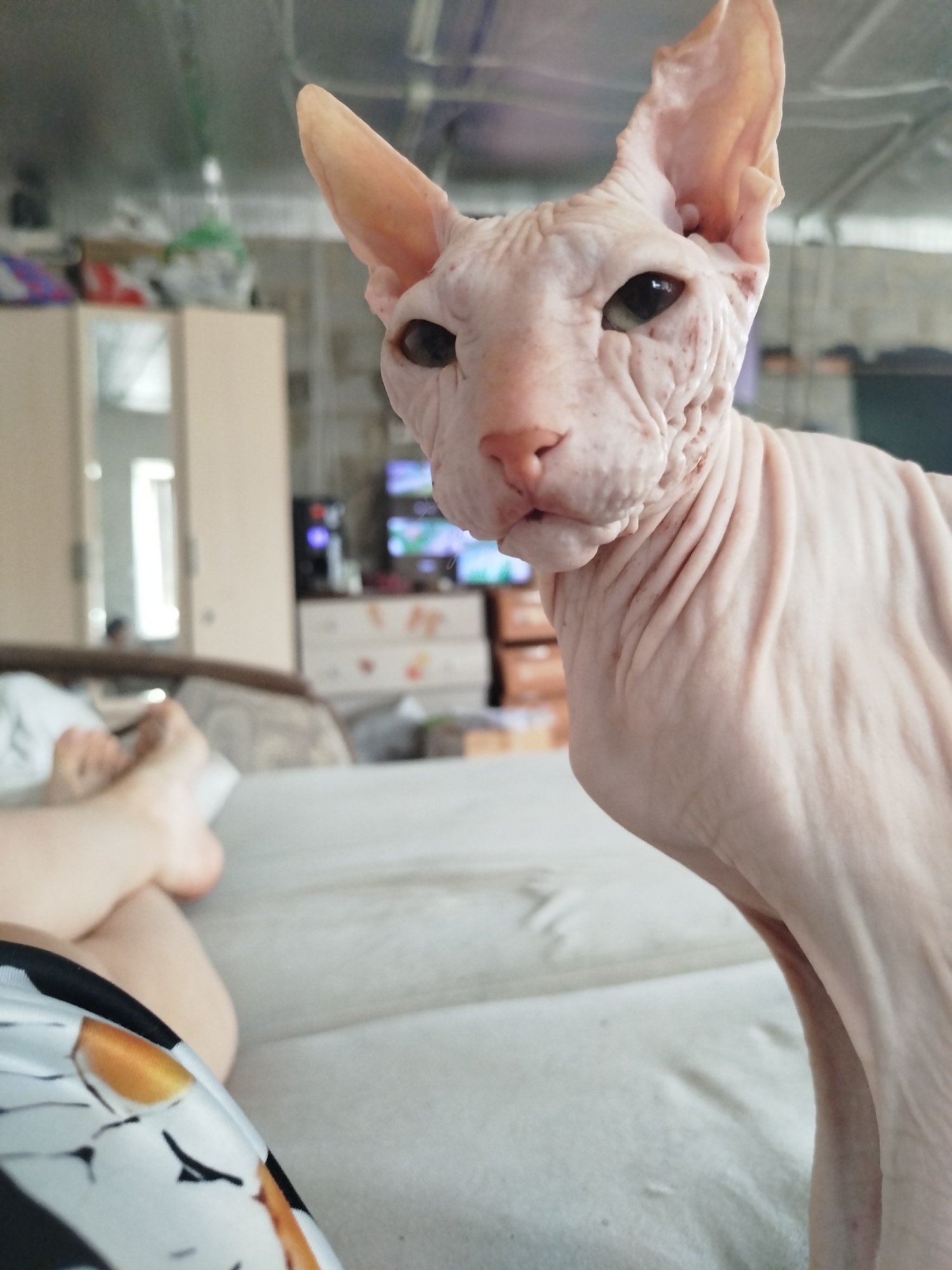 An indoor, close-up shot features a light pink Sphynx cat with large ears and wrinkled skin. The cat is positioned in the foreground, facing slightly to the right. Its dark eyes are looking towards the camera. Behind the cat, a person's legs and feet are visible, resting on a light-colored surface that appears to be a bed. The person is wearing patterned shorts with black, white, and orange designs. The background is blurred and shows an indoor environment with furniture, including a dresser with drawers and a television screen displaying images. The overall lighting suggests an indoor setting, possibly a bedroom. The image is not located in Zavodoukovsk, Russia.