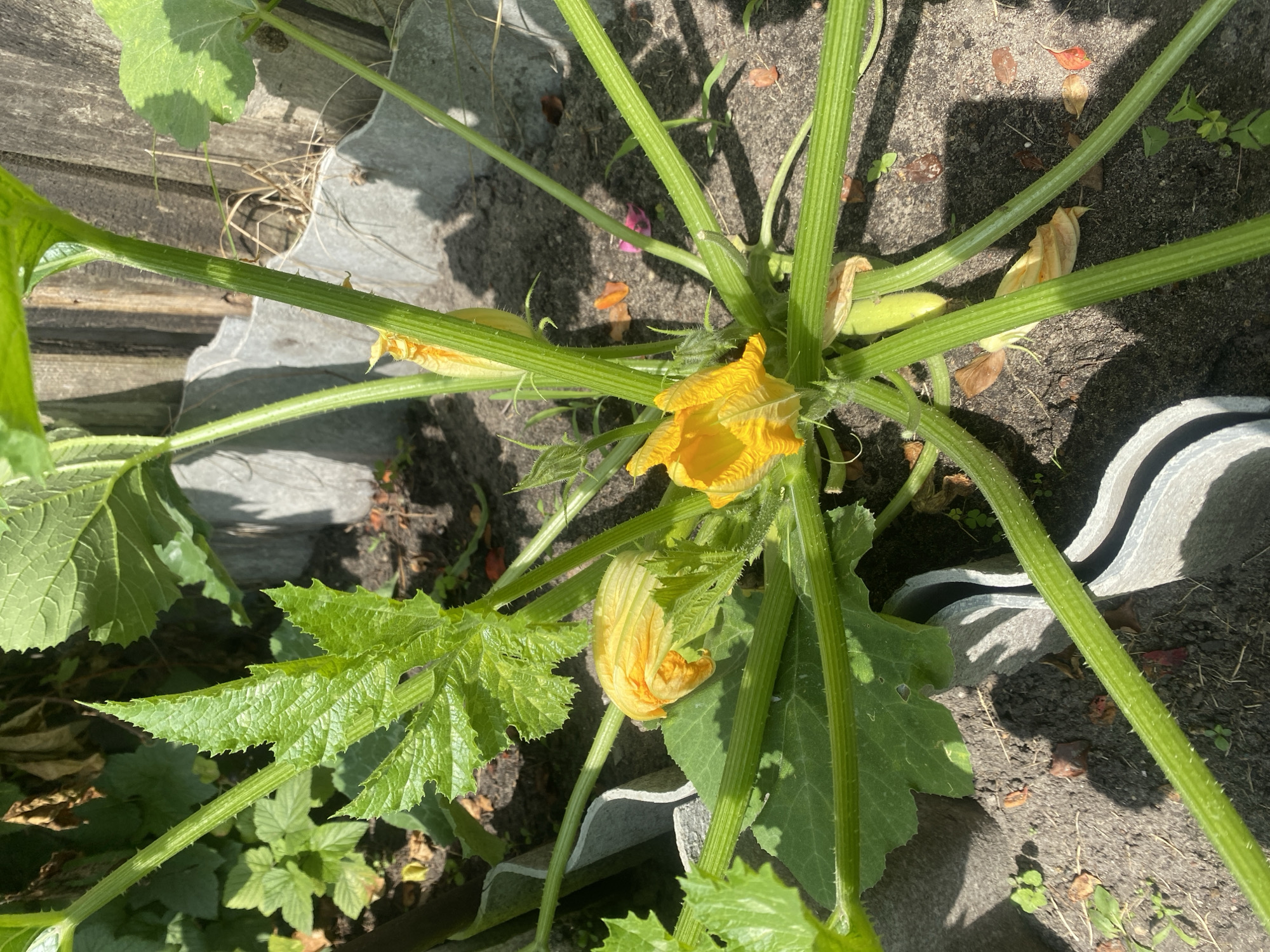 A close-up, eye-level, outdoor shot captures a zucchini plant in the city of Brest, Belarus, on a sunny day. The plant's bright green, ribbed stems and large, serrated leaves dominate the frame. Two vibrant yellow zucchini flowers are in bloom, one fully open and the other partially closed. Beneath the leaves, a small, pale green zucchini is visible, indicating early fruit development. The plant is rooted in dark soil, with scattered fallen leaves and dried plant debris on the ground. Grey, corrugated barriers are placed around the base of the plant, likely for support or protection. In the background, a weathered wooden fence and more green foliage are visible. The lighting suggests the sun is high in the sky, casting distinct shadows on the ground. There are no people or animals present in the image.