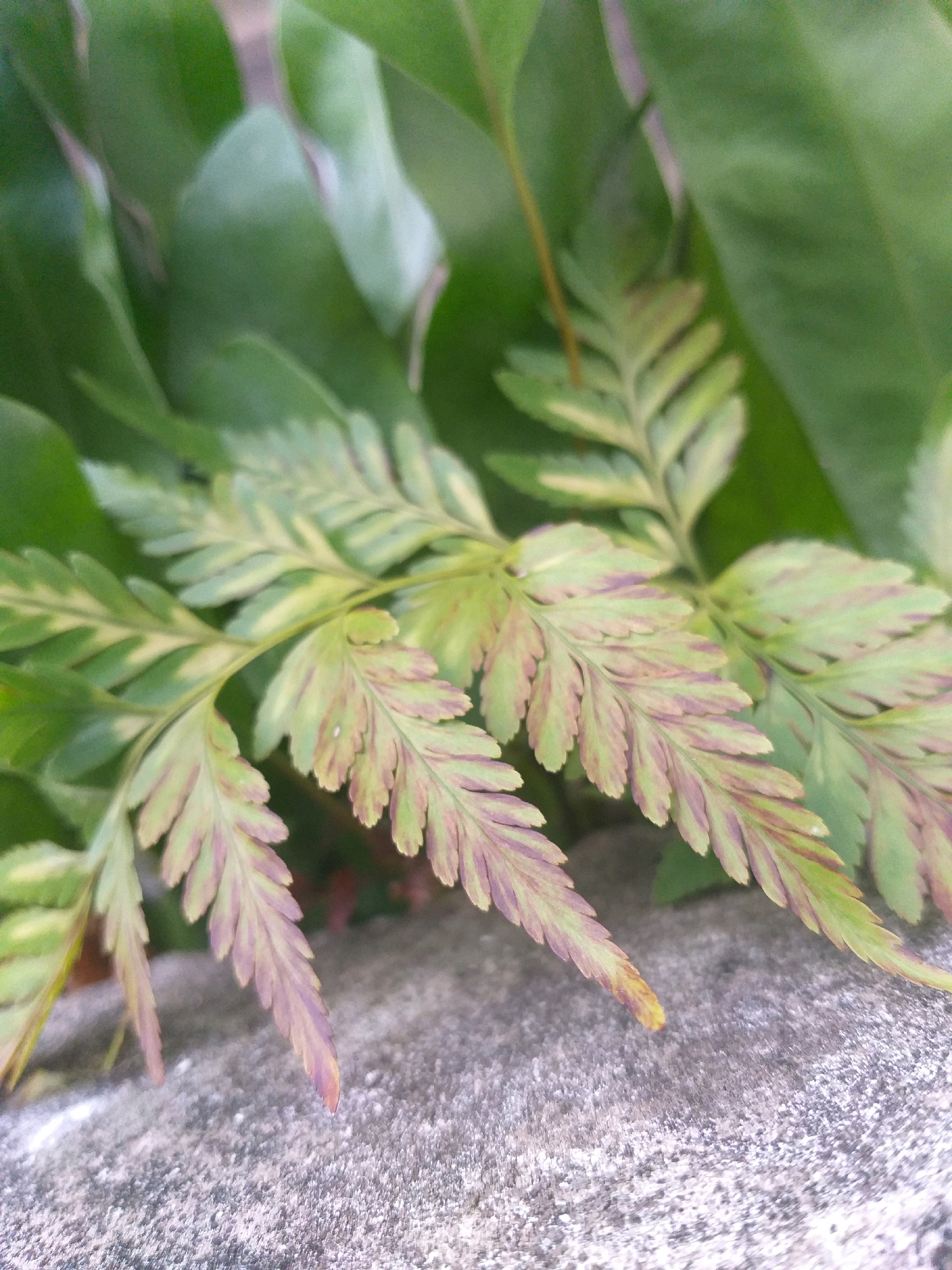 The image is a close-up, eye-level shot of a fern with light green and purplish-pink variegated leaves. The fern fronds are resting on a textured, greyish-white surface that appears to be concrete or stone. In the background, out-of-focus dark green leaves create a backdrop. The lighting is soft, suggesting it might be overcast or the photo was taken in shade. There are no people or discernible actions occurring in the image. The overall impression is of a naturalistic detail, possibly in a garden or natural setting within the city of Air Jamban, Indonesia.