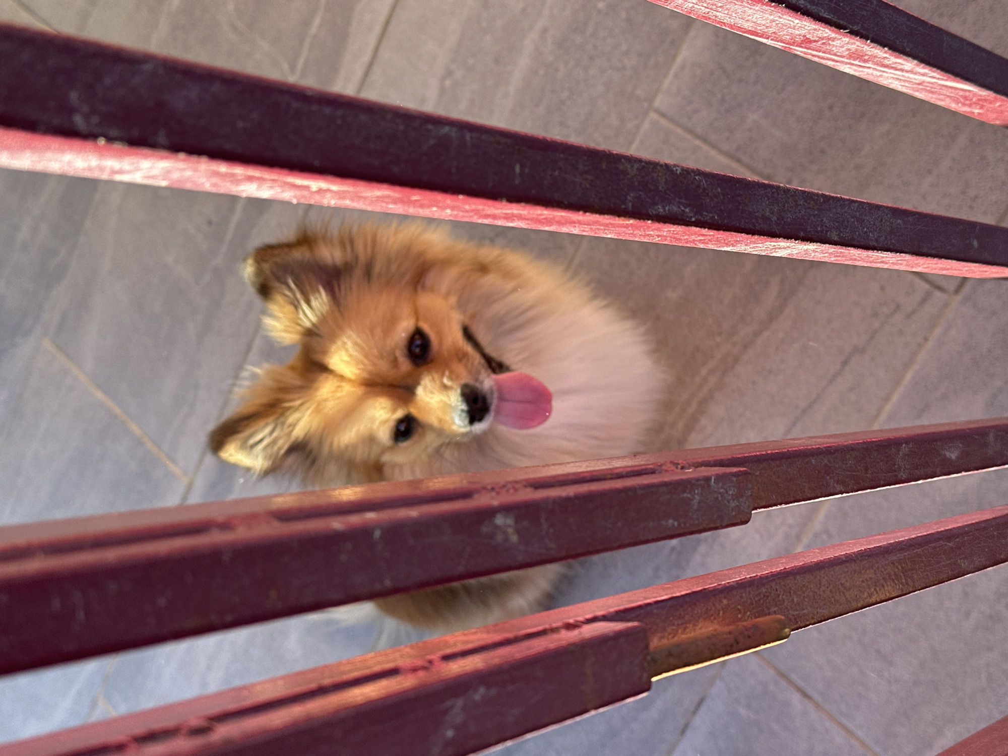 A Pomeranian dog with light brown fur is looking up at the camera from below a series of red, metal bars. The dog has its tongue sticking out. The background is composed of gray tiles. The exact location in the city of Manole, Bulgaria is not discernible from the image.