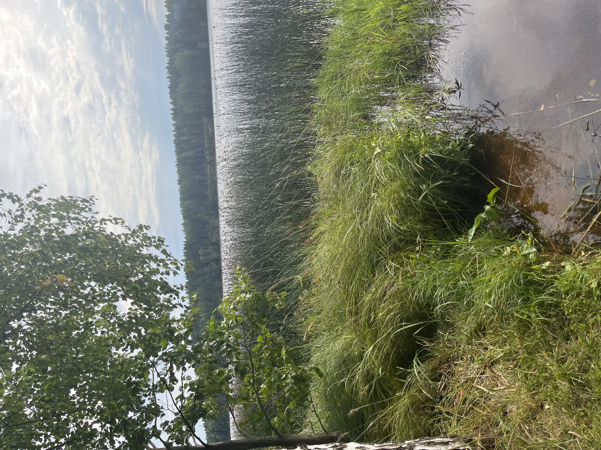 In the foreground, a birch tree trunk with white bark stands on the left. Lush green grass and reeds grow densely along the bank of a body of water, which appears to be a lake. The water's surface is dark and reflective, with some submerged debris visible. In the middle ground, a thick band of tall reeds lines the water's edge, creating a natural barrier. Beyond the reeds, the far bank of the lake is densely forested with a mix of coniferous and deciduous trees. The sky above is partly cloudy, with streaks of white clouds against a pale blue background. The overall environment suggests a natural, serene landscape, likely in a rural or park setting. This scene is located in the vicinity of Pillapalu, Estonia.
