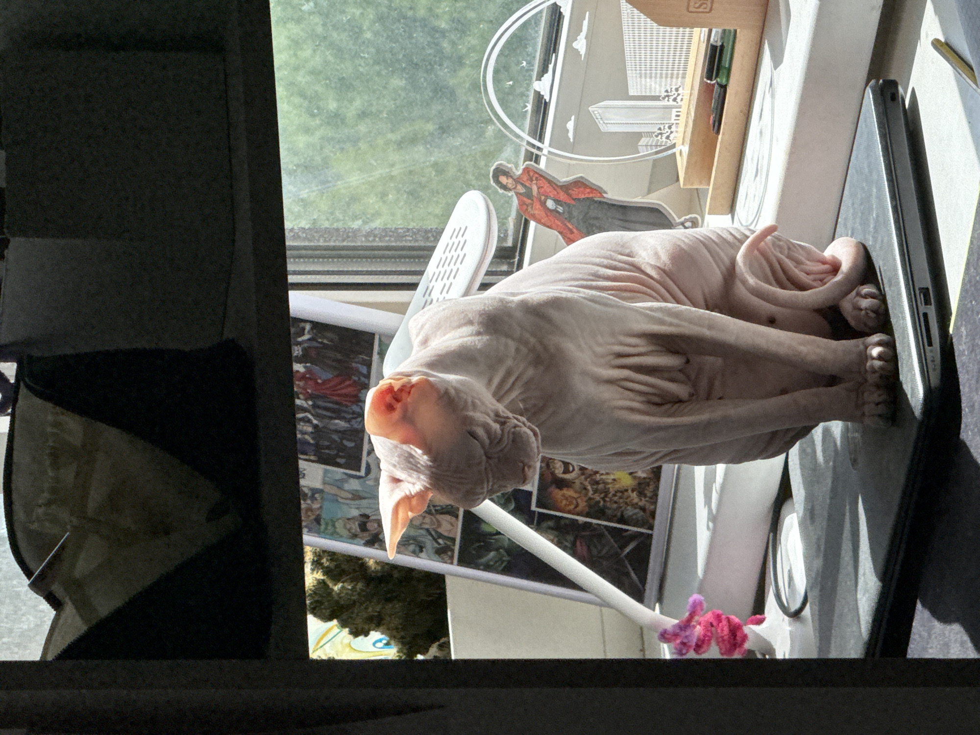 A Sphynx cat, light pink in coloration and displaying prominent skin wrinkles, is seated centrally on a closed black laptop positioned on a sunlit window sill in Krasnoyarsk, Russia. The cat's head is tilted downward and slightly to its left, with its eyes appearing closed or directed downwards. Direct sunlight from the right illuminates the cat, casting shadows on its left side and beneath its body. Its tail is curled around its right rear leg.
On the window sill behind the cat, a white-framed display board features multiple printed panels depicting comic book or manga-style illustrations. To the left of the cat, a small, pink, knitted object rests on the sill. A white, ribbed desk lamp arm extends upwards behind the cat's head from the left. To the cat's right, an acrylic standee depicting an anime-style character in a red coat is visible. Adjacent to it, another clear acrylic decoration frames a stylized city skyline with buildings and clouds. Further to the right, a light-colored wooden organizer contains several pens, including black, green, and red, with a partially visible "S" logo on its side. The exterior view through the window shows bright green foliage under direct sunlight. The scene is partially framed by dark, out-of-focus elements at the top and left.