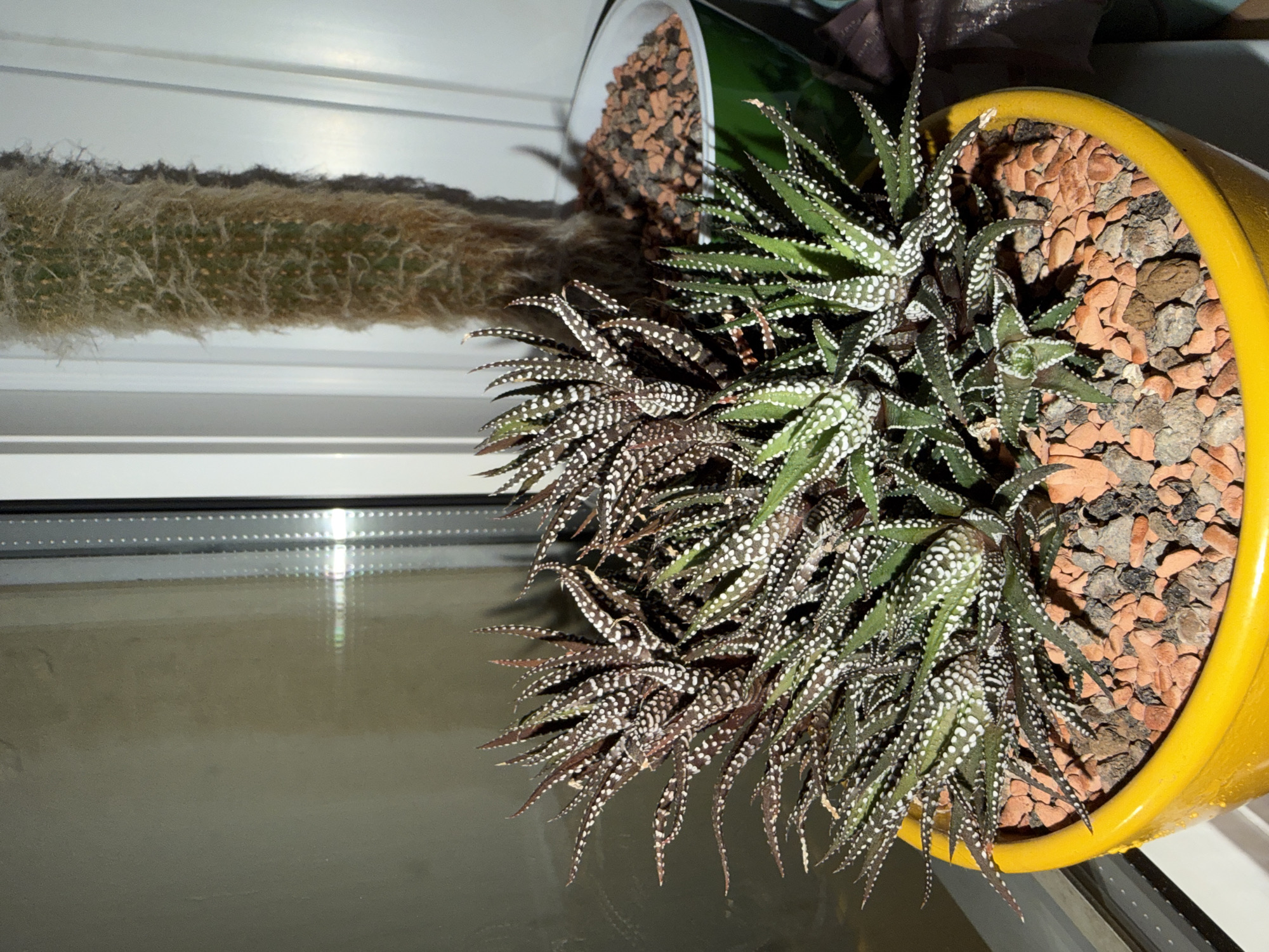 A potted succulent plant with green and brown speckled leaves sits in a bright yellow pot filled with small reddish-brown and gray stones. The succulent is in the foreground, to the left of a tall, fuzzy, green cactus in a green pot. The plants are positioned near a window with vertical white blinds. The background consists of a window and a wall. The lighting suggests it may be nighttime or a dimly lit room.