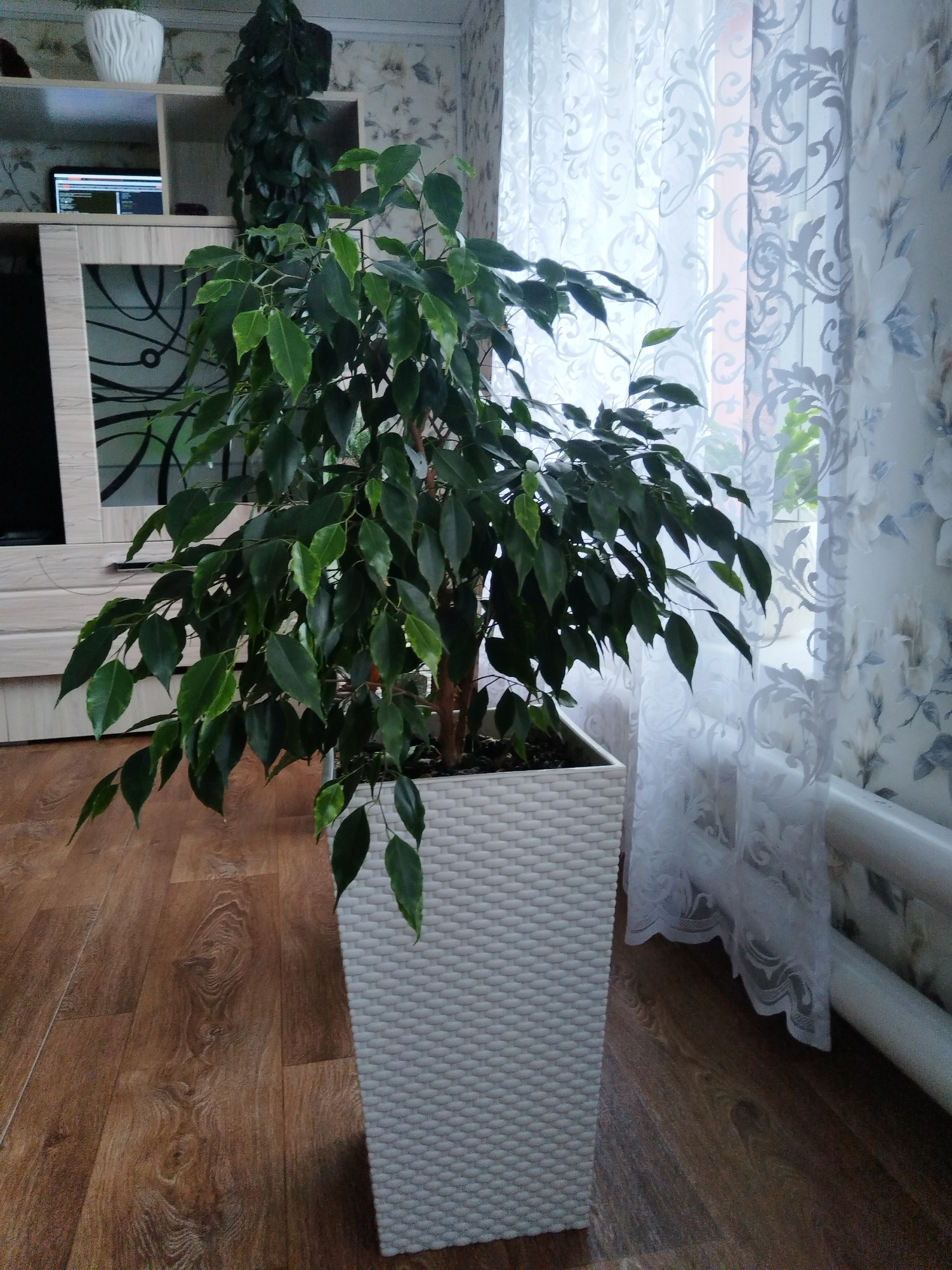 The image depicts an indoor scene, likely a living room, in Votkinsk, Russia. Dominating the frame is a large potted Ficus tree with numerous green leaves, situated in a white woven planter. To the left of the plant, a wooden cabinet with glass doors and shelves is visible. On one shelf, a laptop displaying code is placed next to another smaller potted plant. The floor is covered with wooden laminate flooring. In the background, sheer white curtains with a floral pattern cover a window, and a white radiator is present. The lighting suggests it is daytime. There are no people or animals visible in the image.