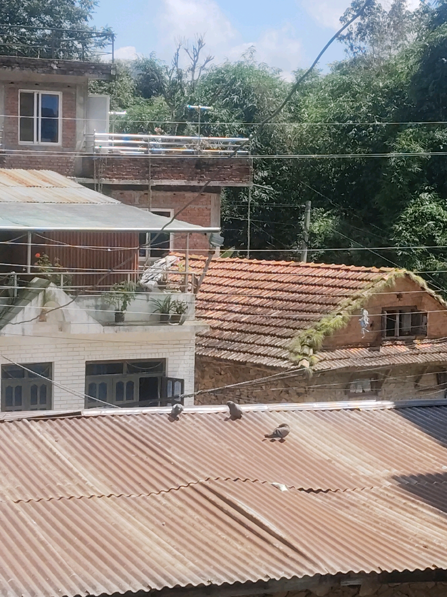 In Purano Bhote Gaun, Nepal, an exterior, eye-level shot captures a rustic urban scene dominated by buildings and lush greenery under a bright, partly cloudy sky. The foreground features a corrugated metal roof, rusted and weathered, with two pigeons perched upon it, one facing left and the other right. Behind this roof, a white brick building with dark-paned windows is visible, its upper level appearing to be a balcony with potted plants and some debris. Further back, a building with a red tiled roof exhibits significant overgrowth of vegetation along its edges and a single window. Another building, partly obscured by trees, shows a brick facade and a white-framed window. The background is filled with dense green foliage from numerous trees. Overhead, electrical wires crisscross the frame, and a glimpse of distant hills can be seen through breaks in the trees.
