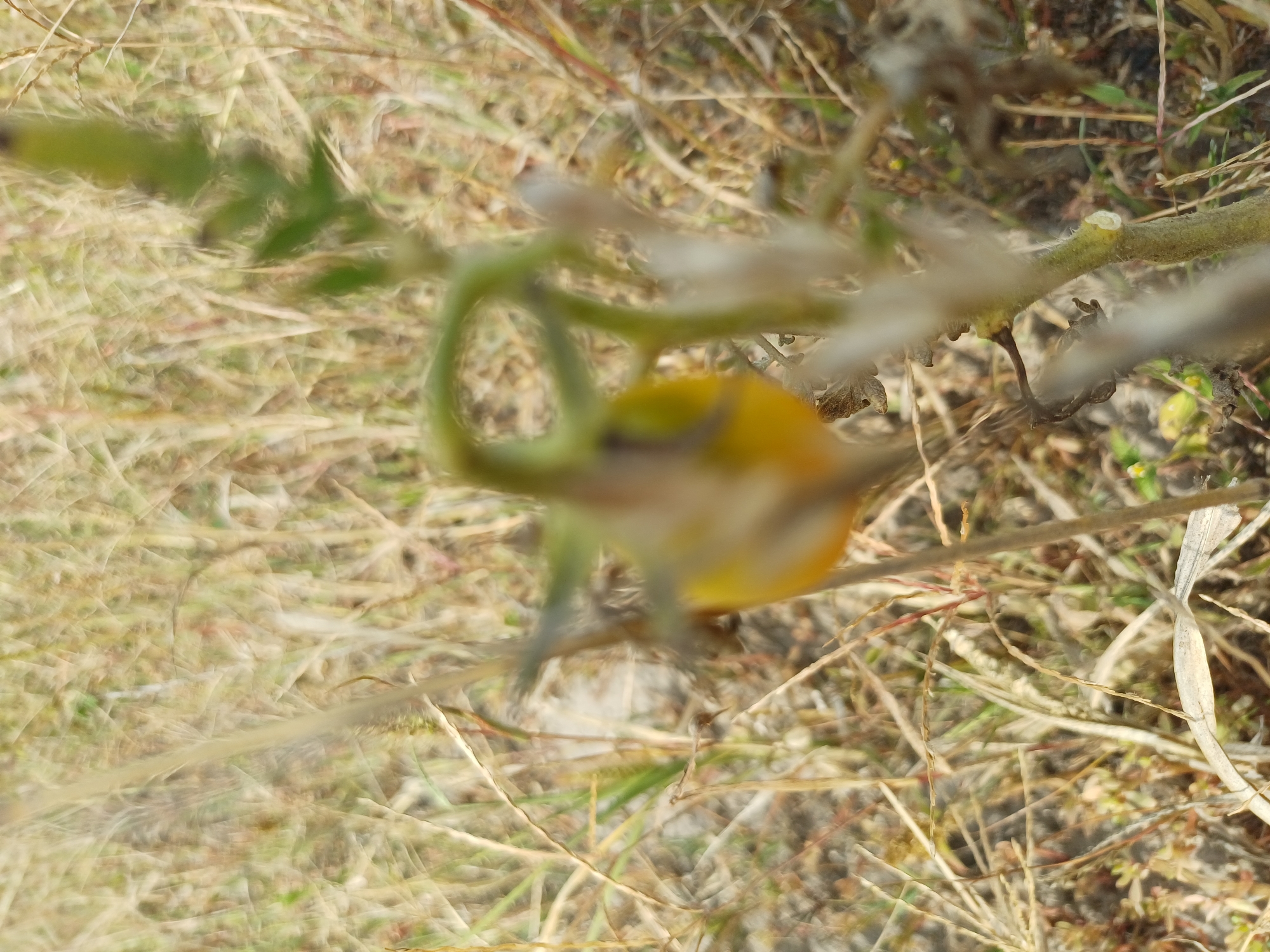 The image, taken in Sulymivka, Ukraine, depicts a close-up, out-of-focus view of a small, yellow object with green stems and dried grass. The yellow object appears to be a fruit, possibly a tomato, hanging from a plant. The background is a blur of dry, brown and green vegetation. The lighting suggests it is daytime. There are no people or animals visible in the frame.