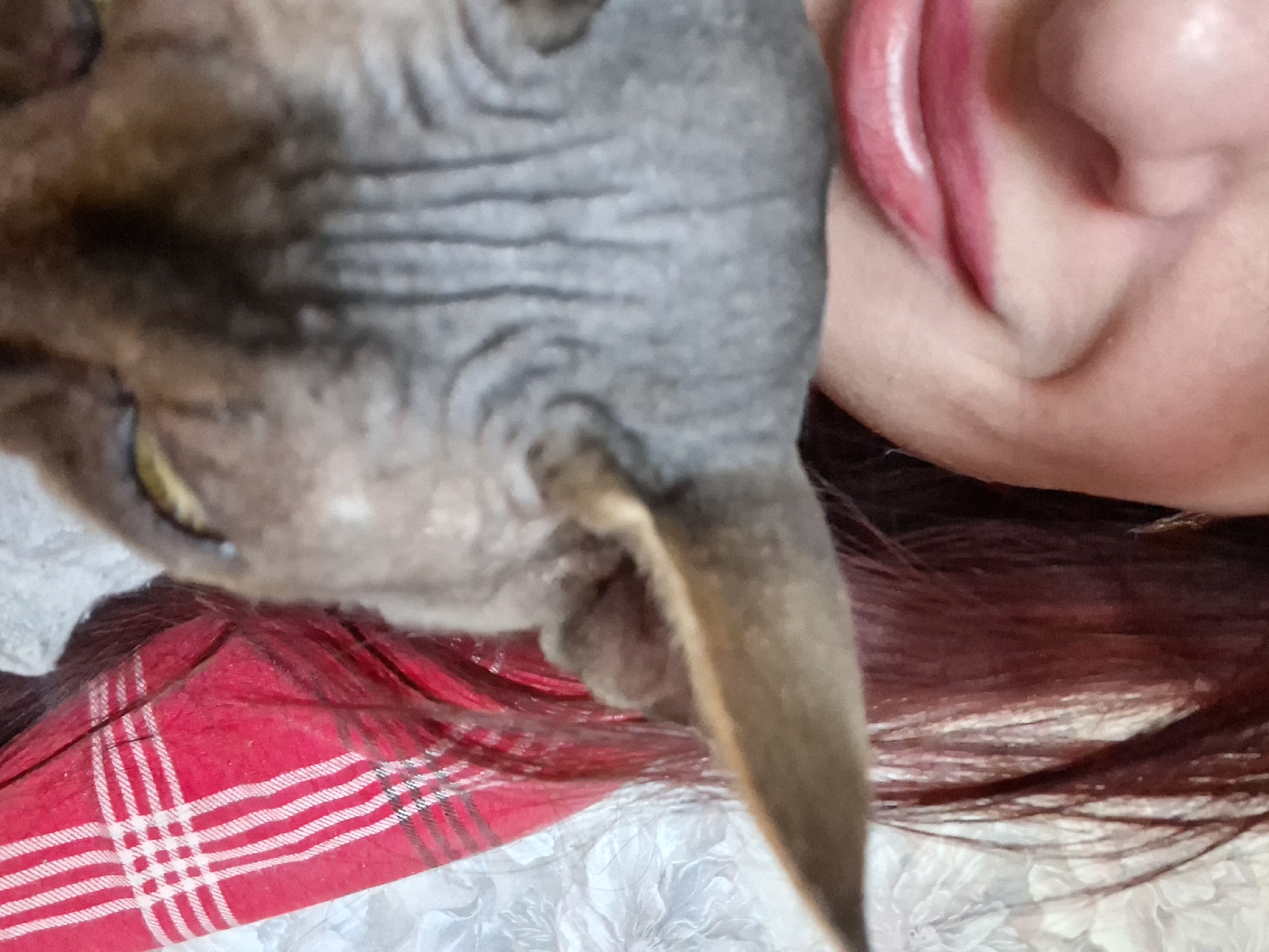 A close-up shot features a person and a Sphynx cat. The person's lips and part of their face are visible on the right side of the frame. The cat's head is positioned on the left, displaying its wrinkled skin and prominent ear. Below them, a red and white plaid fabric is visible, resting on a white floral-patterned surface. The location is Забалоцкі сельскі Савет, Belarus.