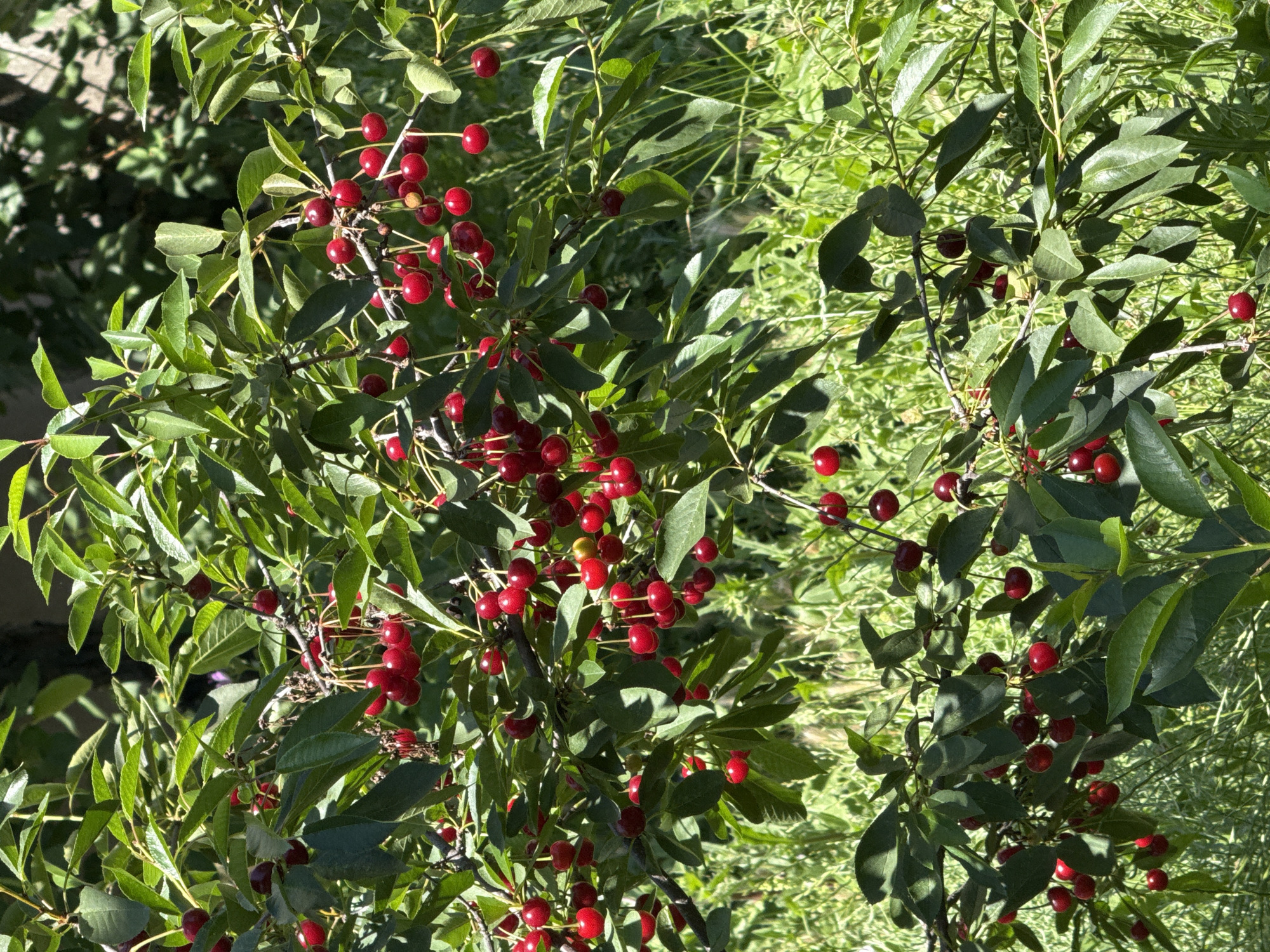 A close-up, overhead shot captures a cherry tree laden with ripe, red cherries. The branches are densely packed with glossy green leaves, some casting dappled shadows across the fruit. Clusters of cherries, some singly and some in bunches, hang from thin stems, their vibrant red contrasting with the verdant foliage. The sunlight suggests it is daytime, likely a sunny day given the brightness and shadows. The background is a blur of more greenery, indicating an outdoor setting, possibly a garden or orchard. There are no people or text visible in the image. The focus is entirely on the natural bounty of the cherry tree.