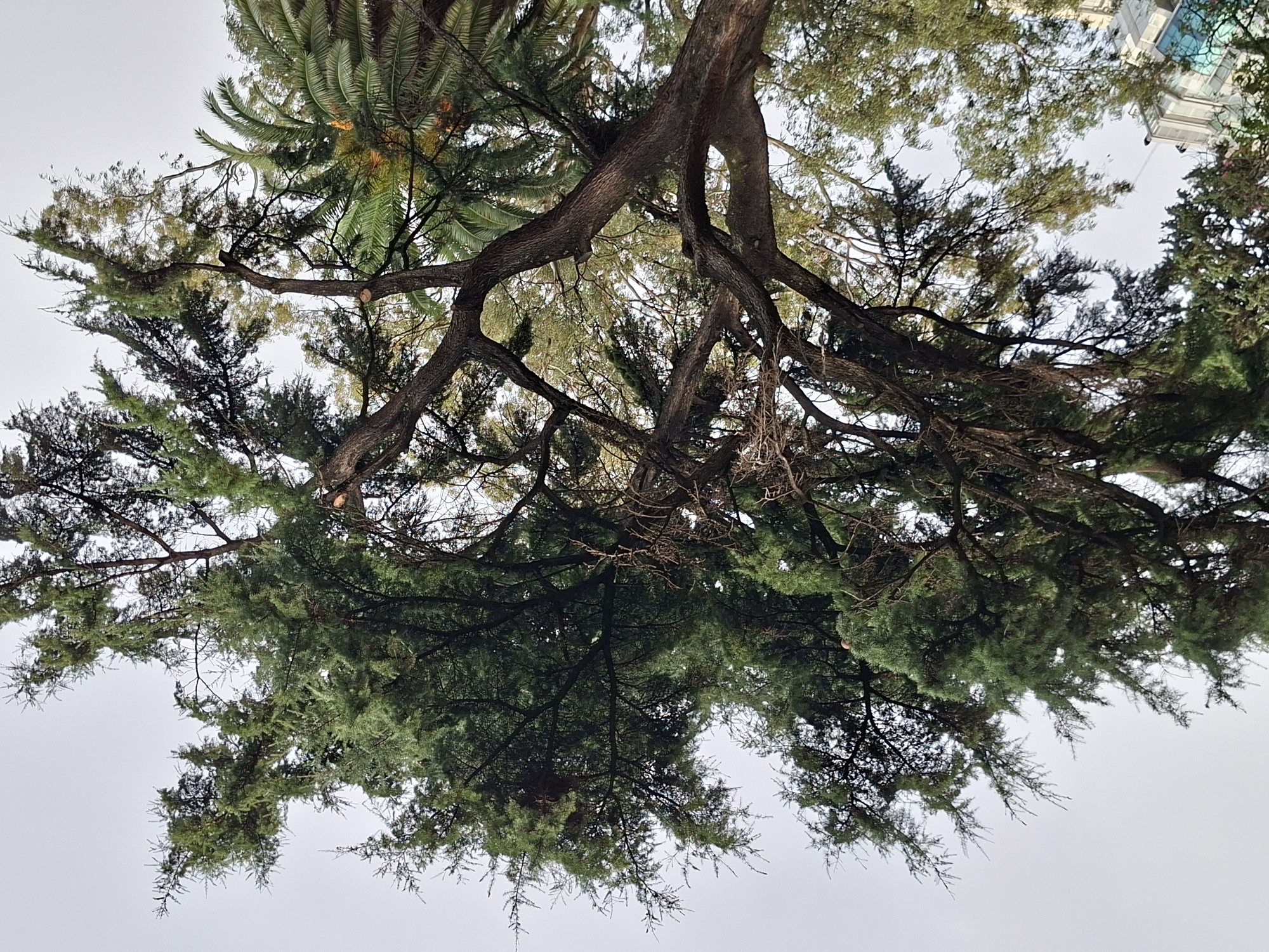 The image is an upward view of a tree canopy against a white sky. The tree has thick branches and dense green foliage with hints of brown. A palm tree with fan-like leaves is visible in the upper left. Part of a building is seen in the upper right. The photograph was likely taken in Buenos Aires, Argentina, given the presence of a palm tree and the nature of the building in the background.