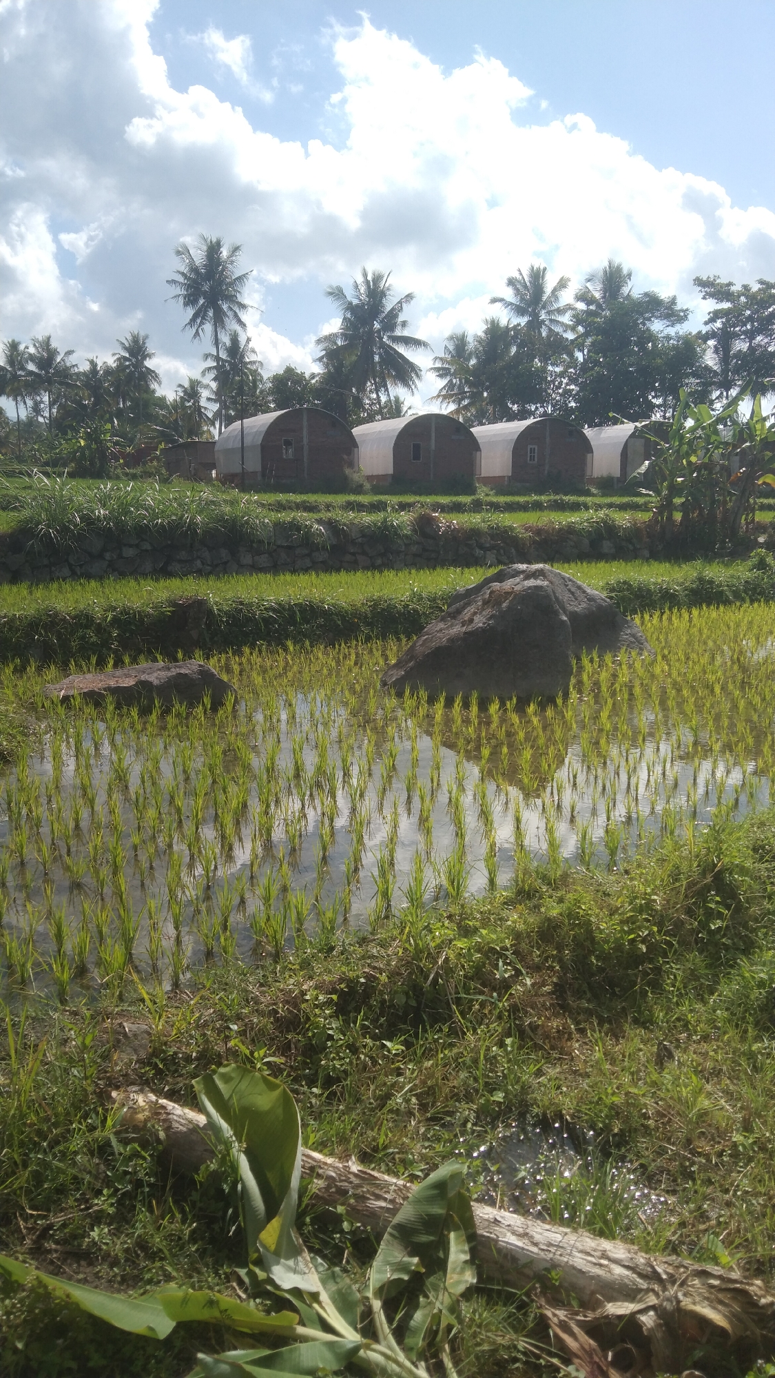 The image depicts a rural landscape in Argomulyo, Indonesia, featuring a rice paddy in the foreground with young rice plants growing in flooded fields. Two large rocks are visible within the paddy. In the middle ground, terraced rice fields are bordered by a stone wall and lush green grass. Behind the fields, several greenhouse-like structures with arched white roofs and brick bases are lined up. Tall coconut palm trees and other dense foliage dominate the background under a partly cloudy blue sky. The scene appears tranquil and agricultural. There are no people or animals visible in the frame.