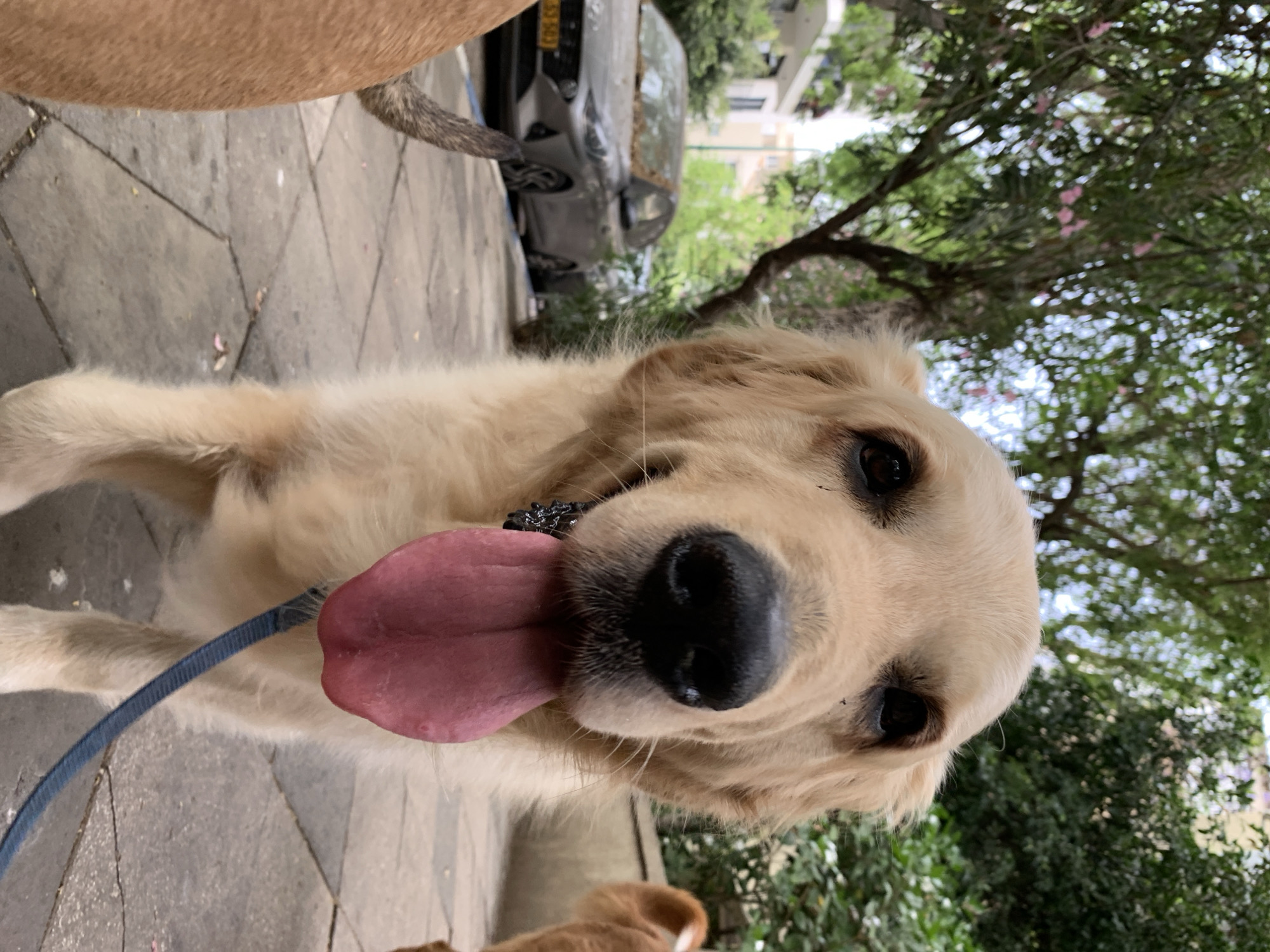 A close-up, slightly angled shot shows a golden retriever with its tongue hanging out, on a blue leash. The dog is standing on a paved sidewalk. In the background, partially obscured by tree foliage, is a car and the architecture of a city street. The license plate on the car suggests it may be in Tel-Aviv, Israel. Another dog, mostly out of focus, is partially visible above the golden retriever and at the bottom of the image.