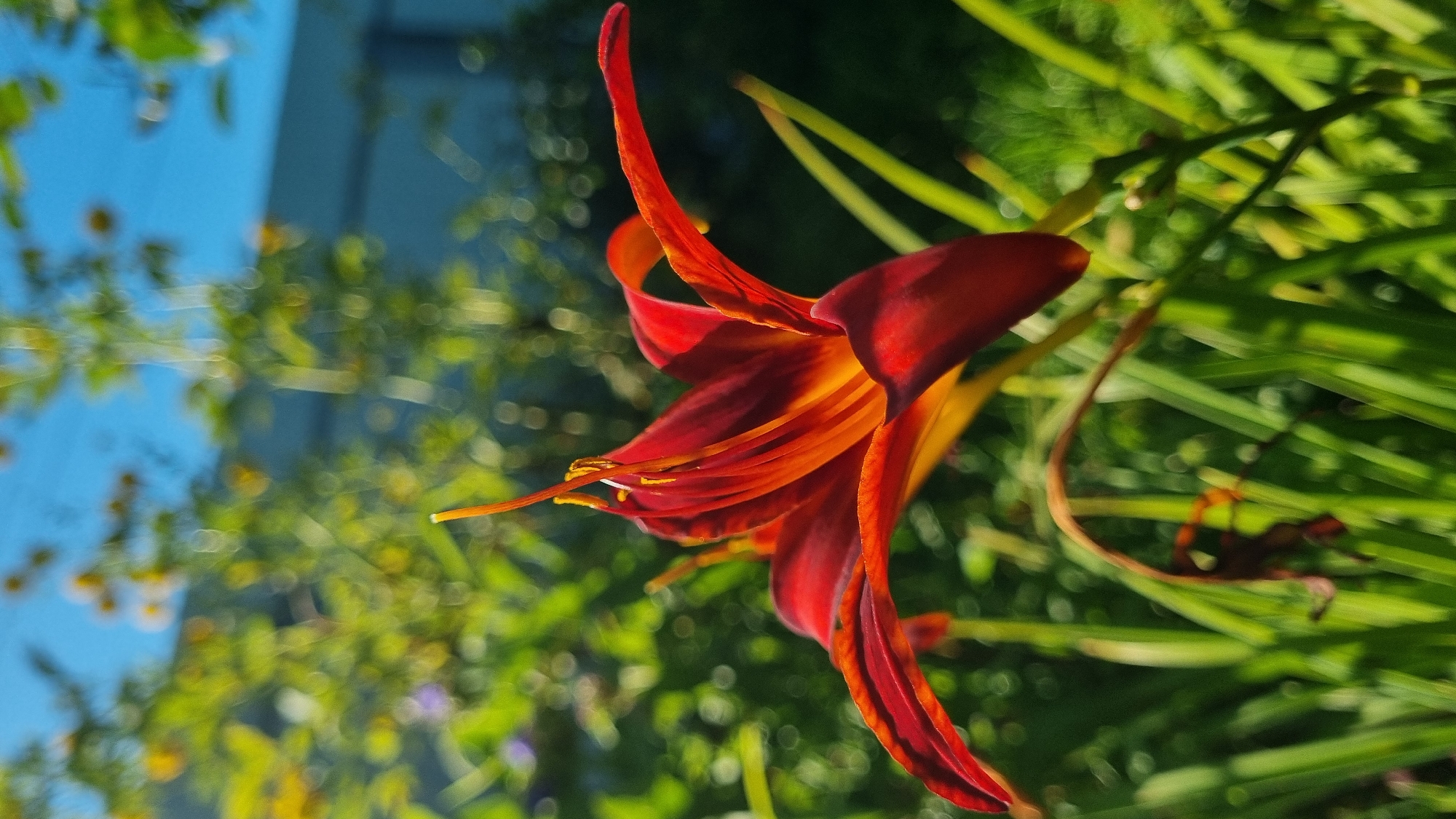 A close-up, low-angle, vertical shot captures a vibrant red and orange lily in full bloom against a blurred background of lush green foliage and a bright blue sky. The flower's delicate petals, tinged with yellow at their base, unfurl gracefully, revealing intricate stamens. Sunlight dapples the scene, creating a bokeh effect with shimmering highlights on the leaves and petals. The overall impression is one of natural beauty and tranquility.