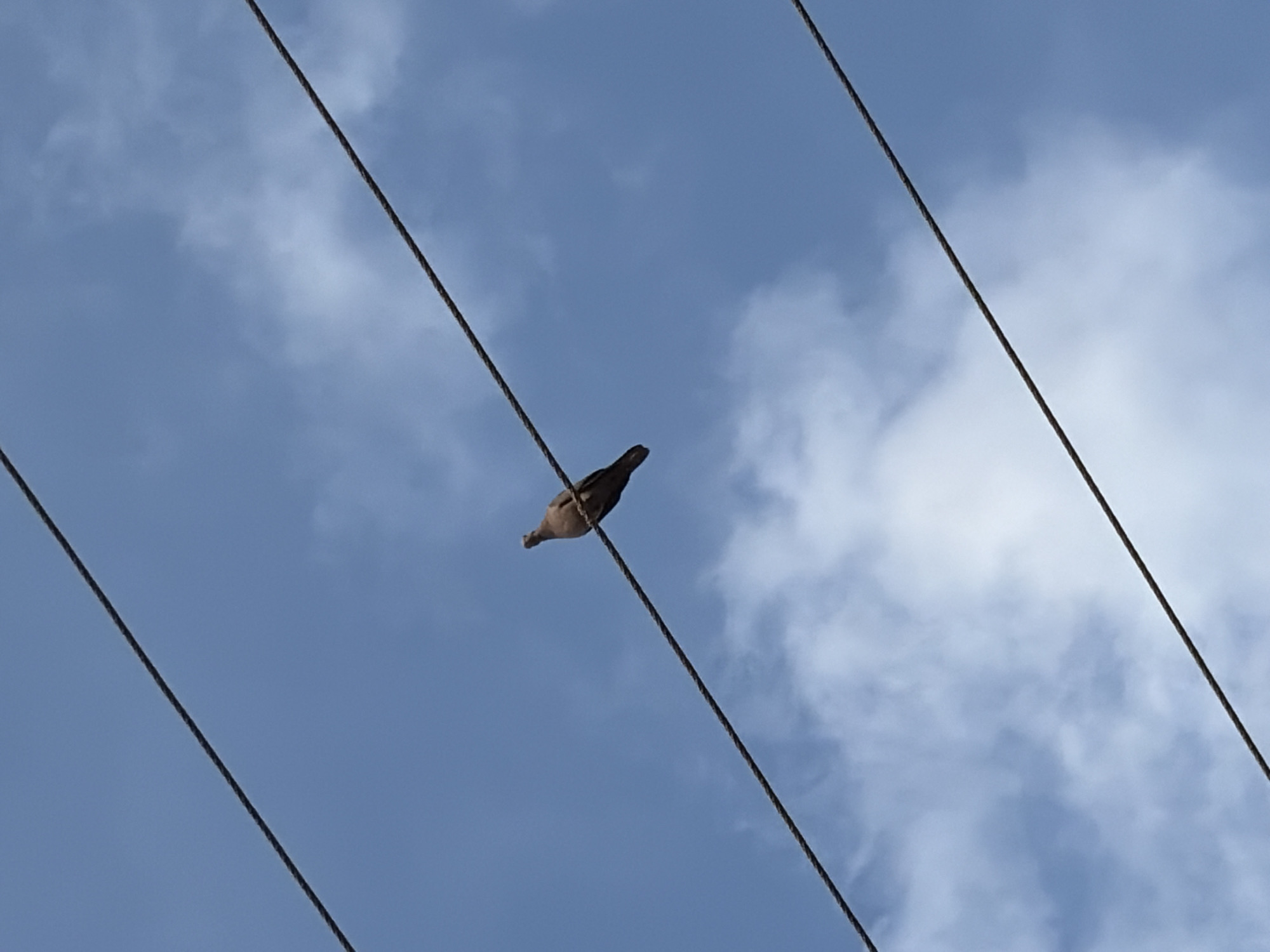 A pigeon is perched on an overhead wire against a blue sky with scattered white clouds. There are three additional wires in the frame, arranged diagonally. The location is Ciudad Guayana, Venezuela.