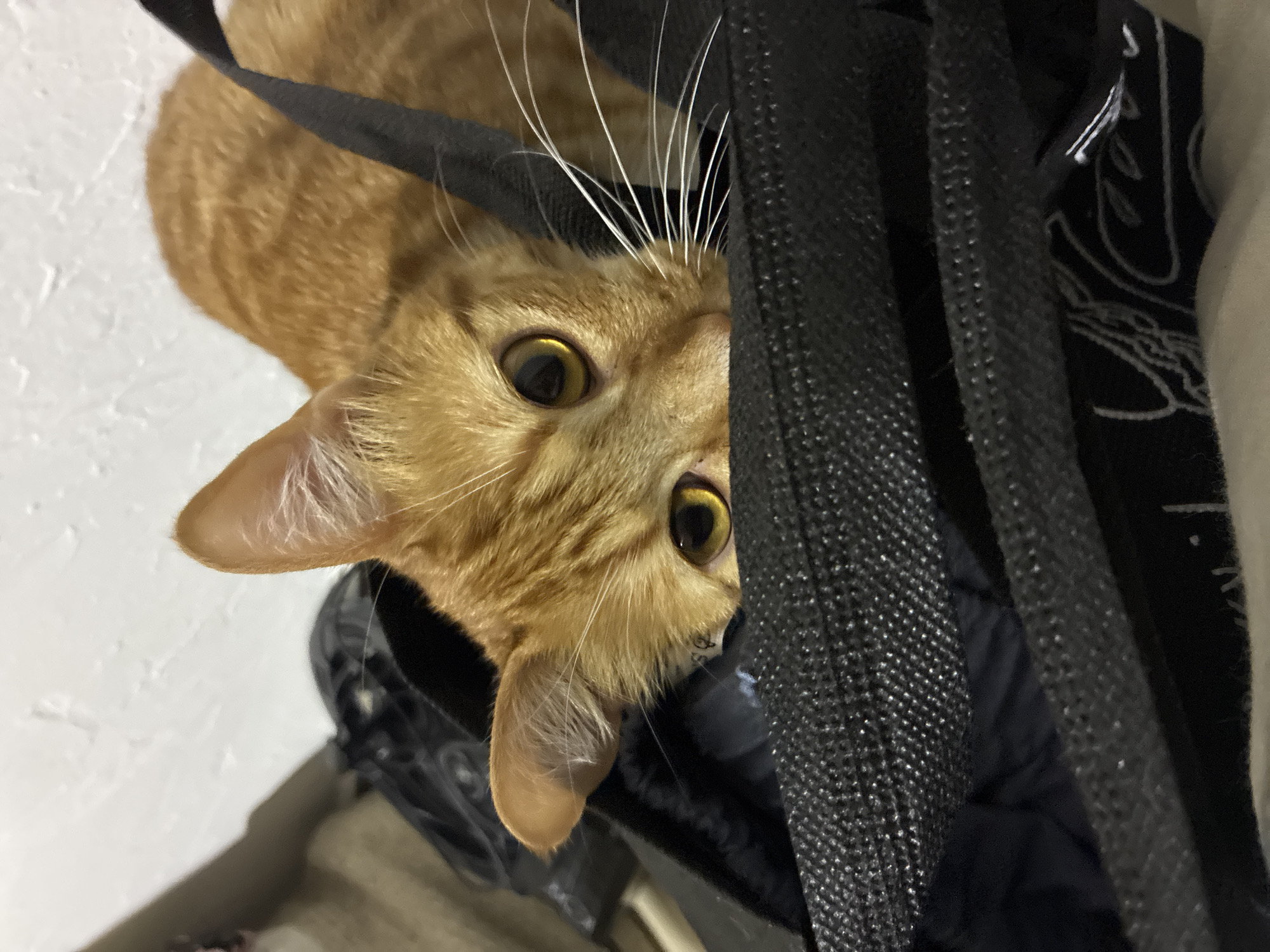 A ginger cat is upside down, peering out from behind a black bag or backpack strap. The cat has golden eyes and long white whiskers. The bag appears to be inside another bag with a black and white paisley pattern. The background is a white wall. The location is unknown.