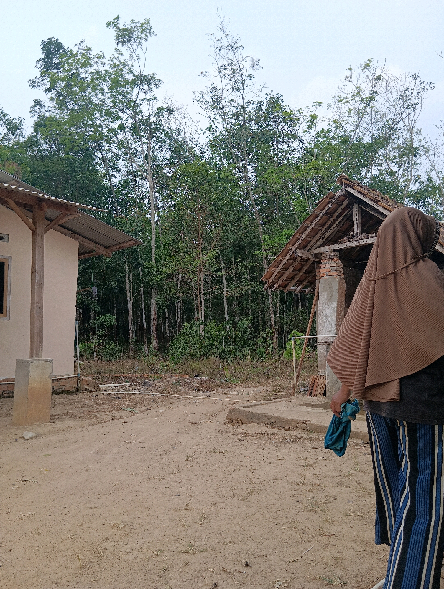 An overcast, daytime, medium-shot photograph captures a person wearing a brown hijab and a black shirt with blue and white striped pants, standing in a dirt yard in front of two structures and a dense forest. The person is partially facing away from the camera, holding a crumpled blue cloth in their right hand.
To the left is a light-beige building with a gray corrugated metal roof supported by wooden posts. A window with a brown frame is visible on the building. To the right is a dilapidated structure with a brown tiled roof, wooden beams, and brick pillars. The roof appears to be in disrepair, with some tiles missing.
The ground is sandy and uneven, with scattered dry grass and debris. In the background, a dense forest of tall, slender trees with green foliage stretches across the frame. The overall scene suggests a rural or semi-rural environment in Pematang Jaya, Indonesia.