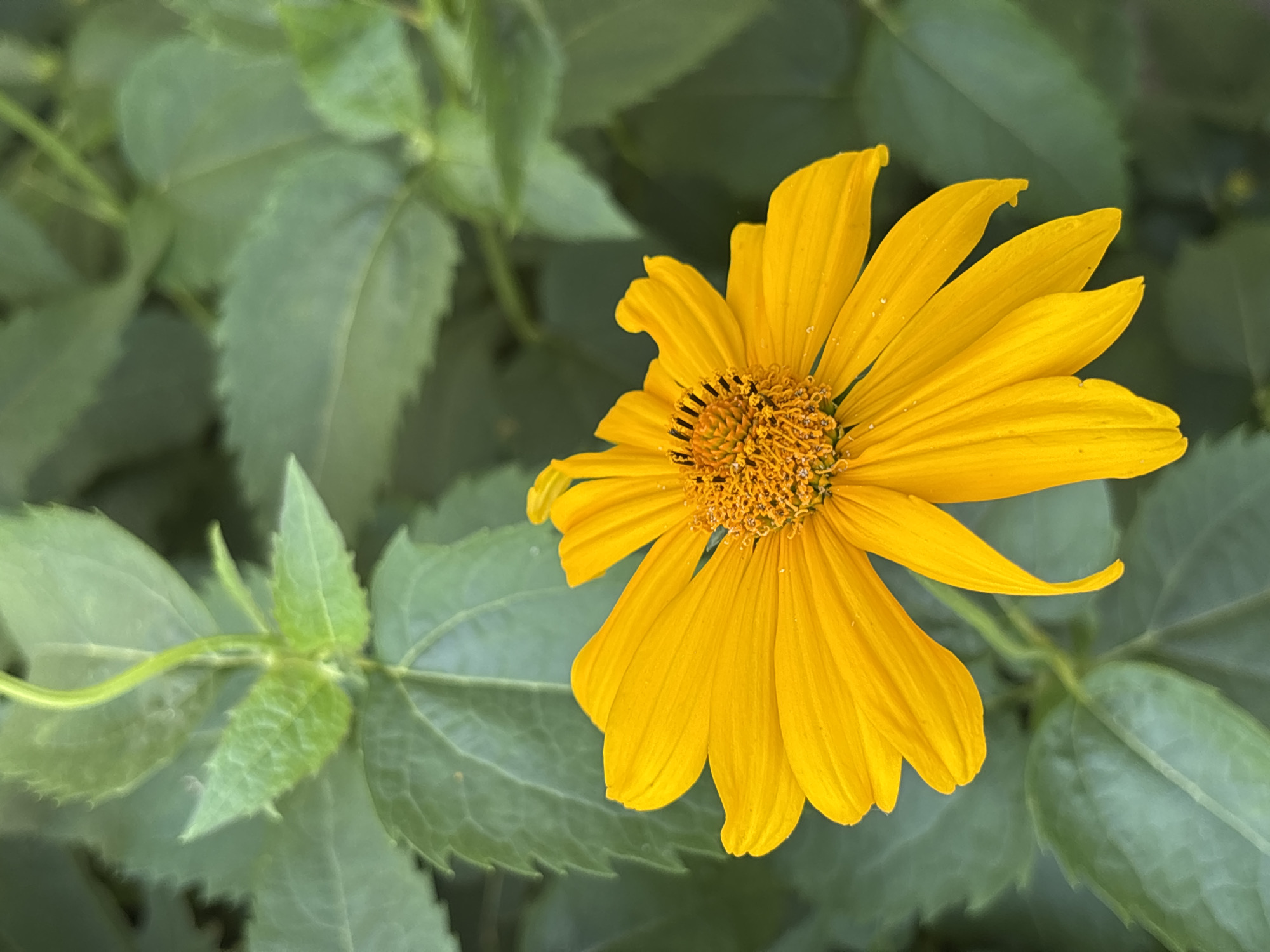 A bright yellow flower with many petals is in focus in the foreground. The flower has a textured center with dark speckles. The petals are slightly curved and some have tiny water droplets on them. Behind the flower are green leaves, some of which are blurred, suggesting they are in the background. The overall impression is a close-up shot of a flower in a natural setting. The location is unknown.