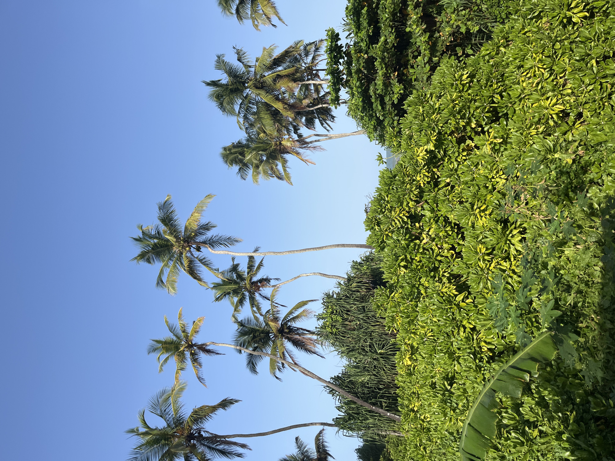 The image depicts a lush, tropical landscape in Katukurunda, Sri Lanka. The foreground is dominated by dense, vibrant green foliage, with some yellowing leaves visible, suggesting a sunny environment. A large, green banana leaf is prominent on the left side of the frame, unfurling into the scene. Behind this, a thicket of palm trees rises against a clear, bright blue sky. The palm trees vary in height and lean at different angles, with their fronds spread widely. The scene suggests a natural, uncultivated area, likely near a coast, given the tropical vegetation. There are no people or animals visible in the image.
