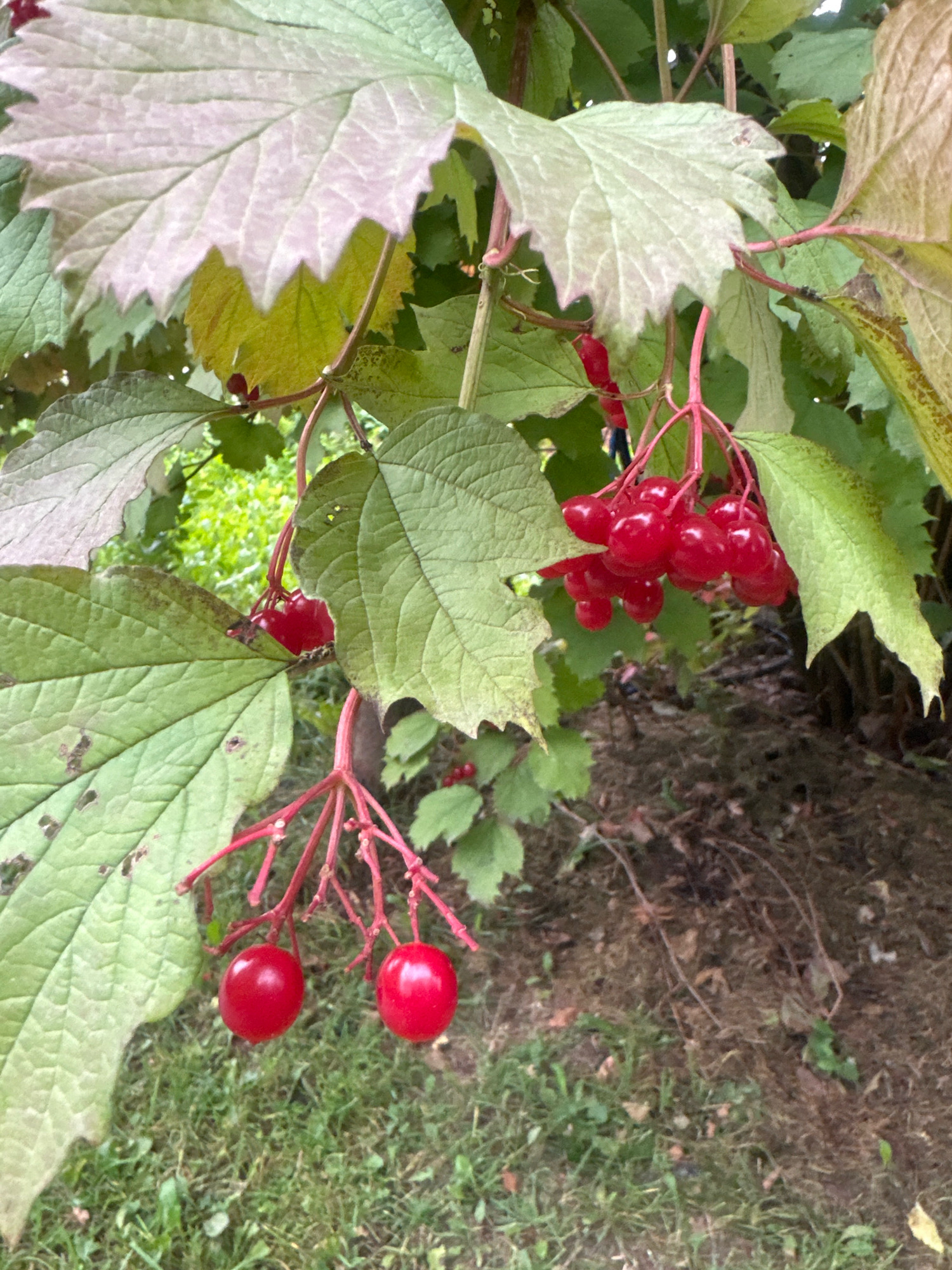 In an outdoor setting that appears to be a park or natural area in Kommunarka, Russia, a close-up shot captures a cluster of bright red berries hanging from a plant. The berries are round and glossy, suspended on thin, reddish stems. They are surrounded by large, textured green leaves, some of which have lighter, almost silvery edges, suggesting they might be autumn foliage or a particular variety of leaf. The background consists of a mix of more foliage and the forest floor, composed of dry leaves, twigs, and patches of green grass. The lighting suggests it is daytime, with soft illumination filtering through the leaves.