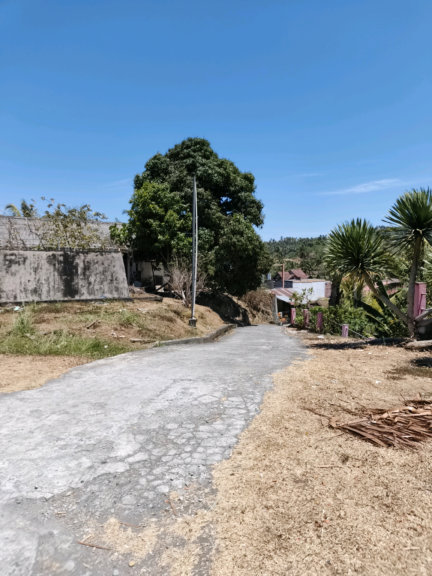 The image depicts an outdoor scene on a clear day in Tombatu Dua, Indonesia. A narrow, paved road winds upwards and curves to the right, showing signs of wear and tear with cracked sections and scattered debris. The roadside is covered in dry, light-brown grass and straw. To the left of the road, a dilapidated concrete wall is visible, overgrown with vegetation. Beyond the wall, a building with a grey, tiled roof can be seen, partially obscured by trees and branches. In the background, a large, mature tree with dense green foliage stands prominently. Further in the distance, several houses with various roof types, including corrugated metal and tiles, are nestled among lush green trees and foliage, indicating a rural or semi-rural setting. Two spiky palm trees with green fronds are positioned to the right of the road, with parts of their trunks and branches visible. The sky is a vibrant, clear blue, with no clouds. The overall impression is of a quiet, sunny day in a tropical landscape, likely in a residential area or on the outskirts of a village.