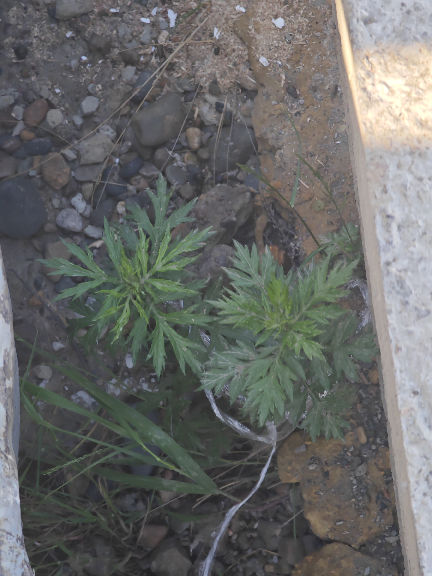 The image depicts a close-up, overhead view of two small green plants growing among small rocks and soil. The plants have finely divided leaves. To the right of the plants, a concrete curb or edge is visible, casting a shadow. The overall environment appears to be an outdoor urban setting, possibly a neglected area or a planter box. The lighting suggests it is daytime, with sunlight illuminating the concrete edge. There are no people or animals visible in the image, and no specific objects that would definitively place it in Krasnoyarsk, Russia, beyond the requested inclusion of the location in the description.