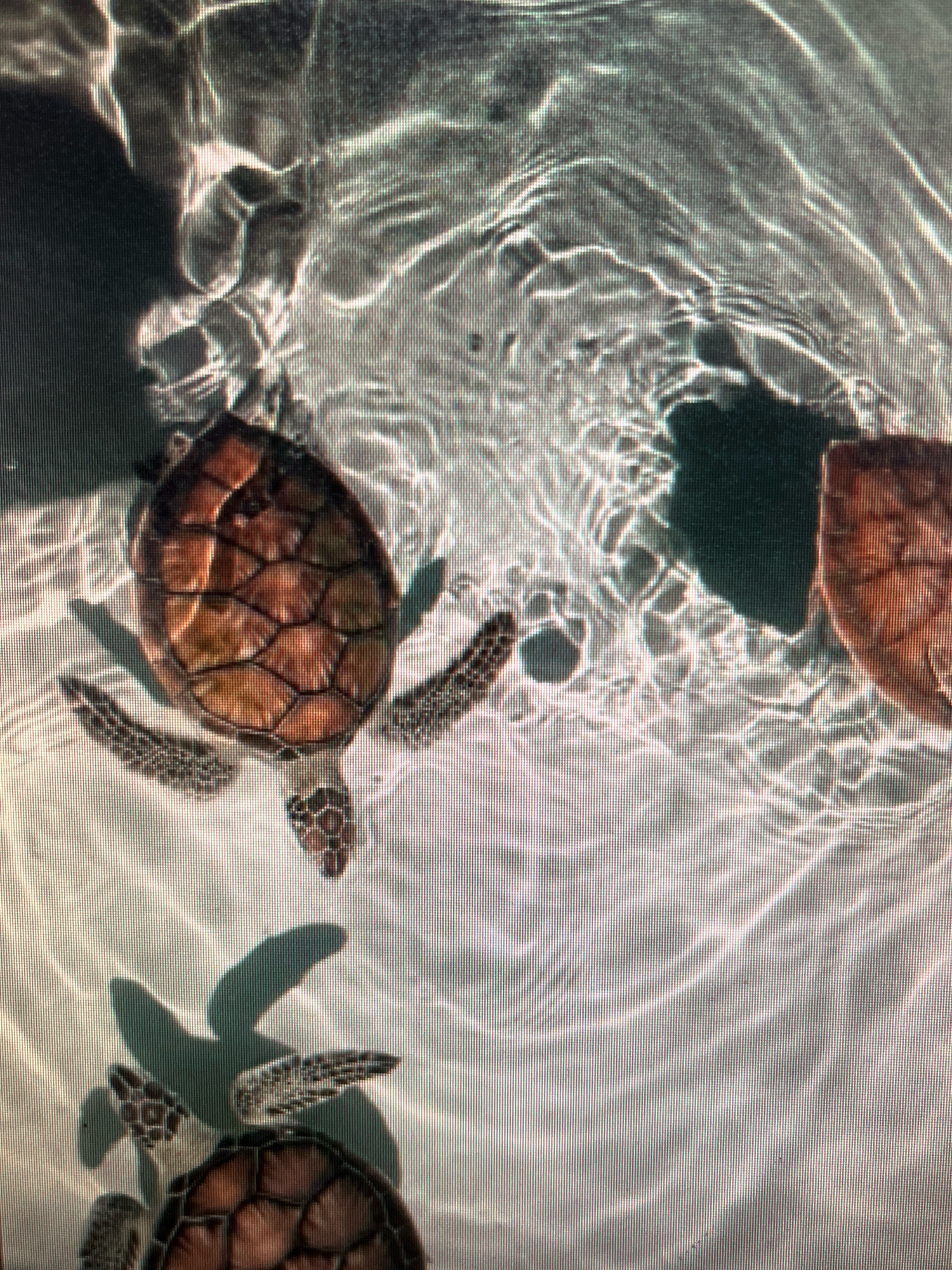The image shows a top-down view of several sea turtles swimming in shallow, clear water over a sandy seabed. The water is illuminated by sunlight, creating rippling patterns on the bottom. One turtle is clearly visible in the center, with its patterned shell and flippers spread. To the right, another turtle's shell is partially visible. In the lower part of the image, a third turtle is swimming with its flippers extended, and its shell is also visible. The environment appears to be a natural marine habitat. The image does not provide any information about a city or specific location in Sejahtera, Indonesia.