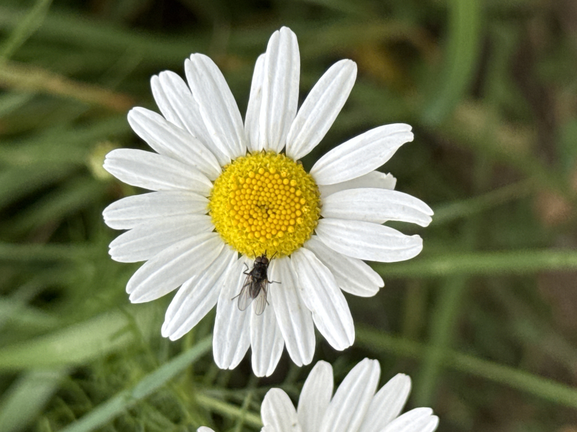 A close-up, vertical shot shows a single daisy with white petals and a yellow center, set against a blurred green background of grass and foliage. A small, dark-colored fly is perched on the center of the daisy. The image was captured in the vicinity of Kołczewo, Poland, suggesting a natural outdoor setting.