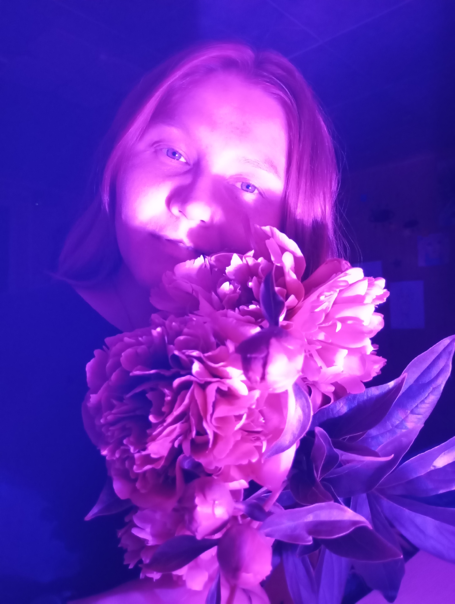 A young woman with light-colored hair is holding a large, pink peony in front of her face. She is partially obscuring herself with the flower, with only her eyes, nose, and mouth visible. The image is illuminated by purple light, casting a deep shadow across the background. The woman's hair is light brown and falls past her shoulders. The peony is in full bloom, with numerous petals, and is accompanied by large green leaves. The background is dark and appears to be an indoor setting, possibly a room in a residential building in the city of Fokino, Russia. The image is a close-up shot, focusing on the woman and the flower.