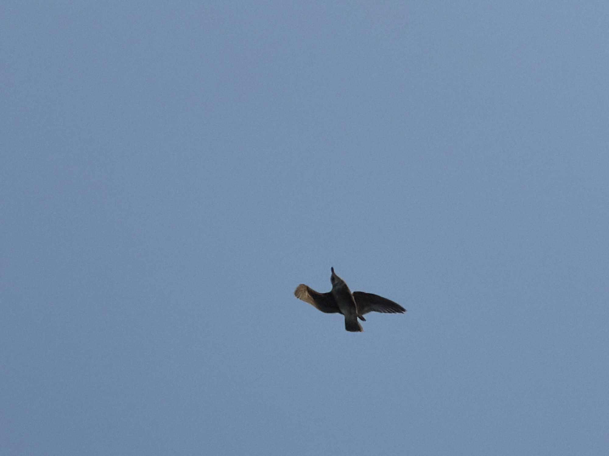A medium shot shows a bird flying in a clear blue sky. The bird is in the center of the frame and appears to be soaring or gliding. The bird's wings are spread out, and its head is pointing upwards. The bird is in silhouette. The location appears to be a city, based on the lack of visible nature in the image.