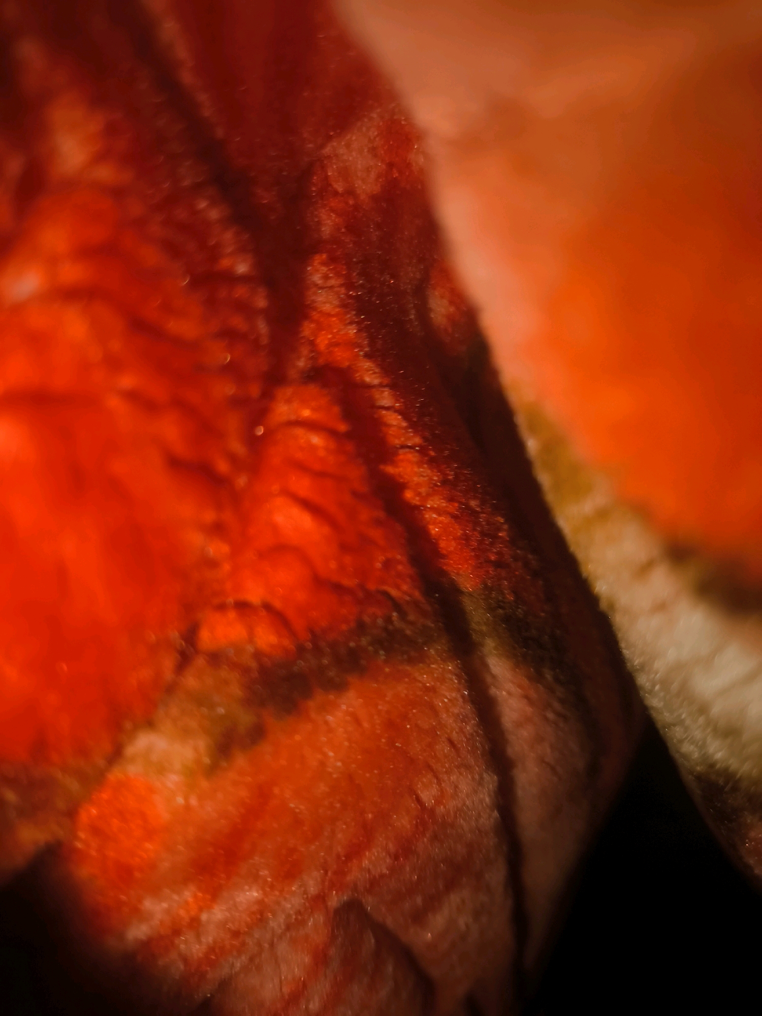 The image is an extreme close-up, abstract photograph of red and orange textured material, possibly fabric or plant matter. The textures appear to be fibrous and slightly fuzzy, with areas of light reflection and shadow. There is no discernible location in Charnwas Hudeel, India, or any context related to a city or specific place. The image focuses solely on the abstract visual qualities of the subject matter.