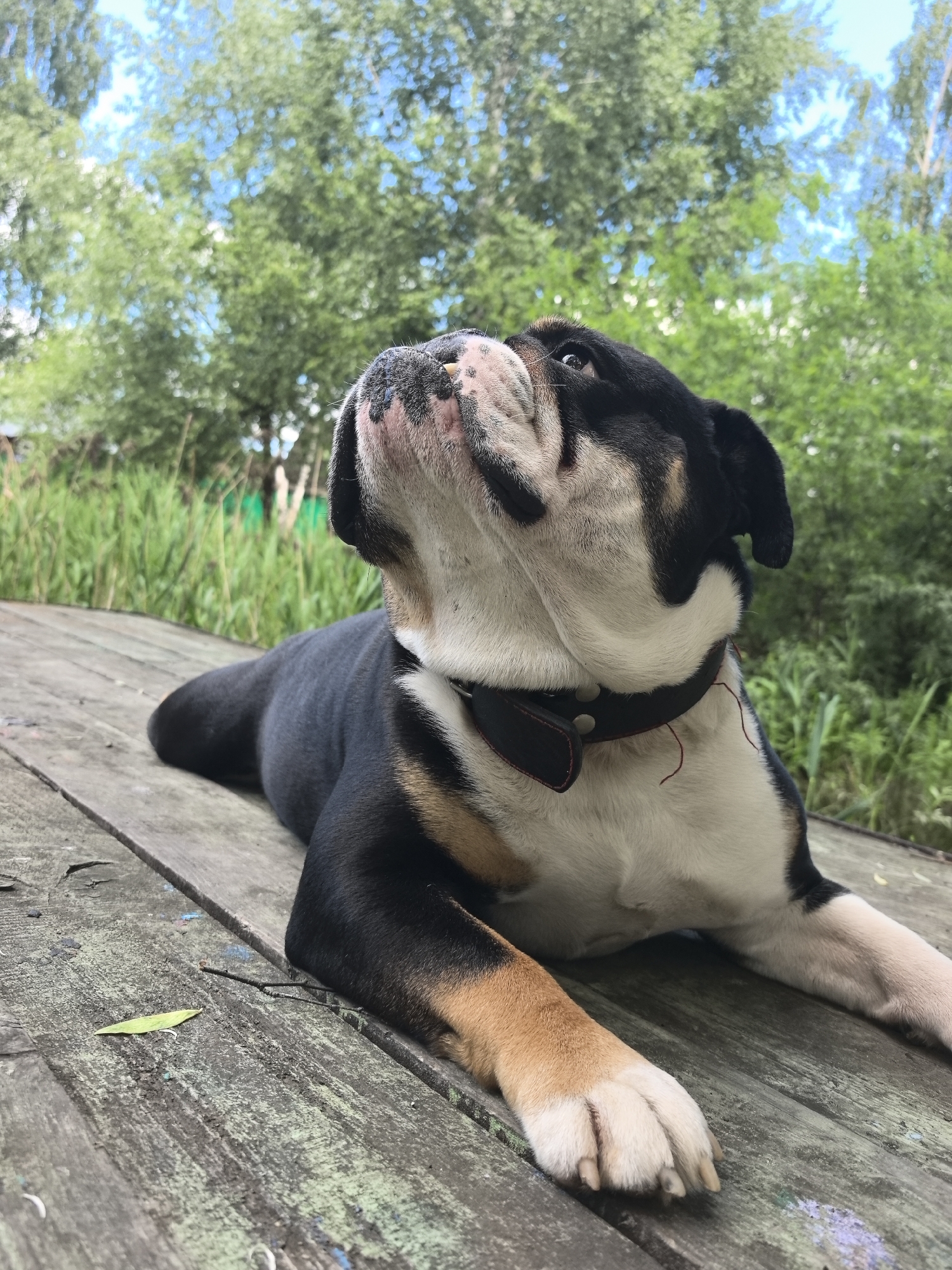 An adult tri-color English Bulldog, predominantly black on its back and head, with white on its chest, underbelly, and face, and tan markings on its legs and around its eyes, is lying prone on a weathered wooden deck or platform. The dog's head is raised and turned slightly to its right, gazing upwards with its mouth slightly ajar. It wears a dark leather collar with visible red stitching. The wooden planks beneath the dog are grayed and show patches of faded green and blue paint or algae, with a small light green leaf and a dark twig visible near its right front paw. In the background, tall green grass or reeds form a dense mid-ground, beyond which a canopy of green deciduous trees extends under a clear blue sky with scattered white clouds. The scene is outdoors, under natural daylight, in the city of Noviy, Russia.