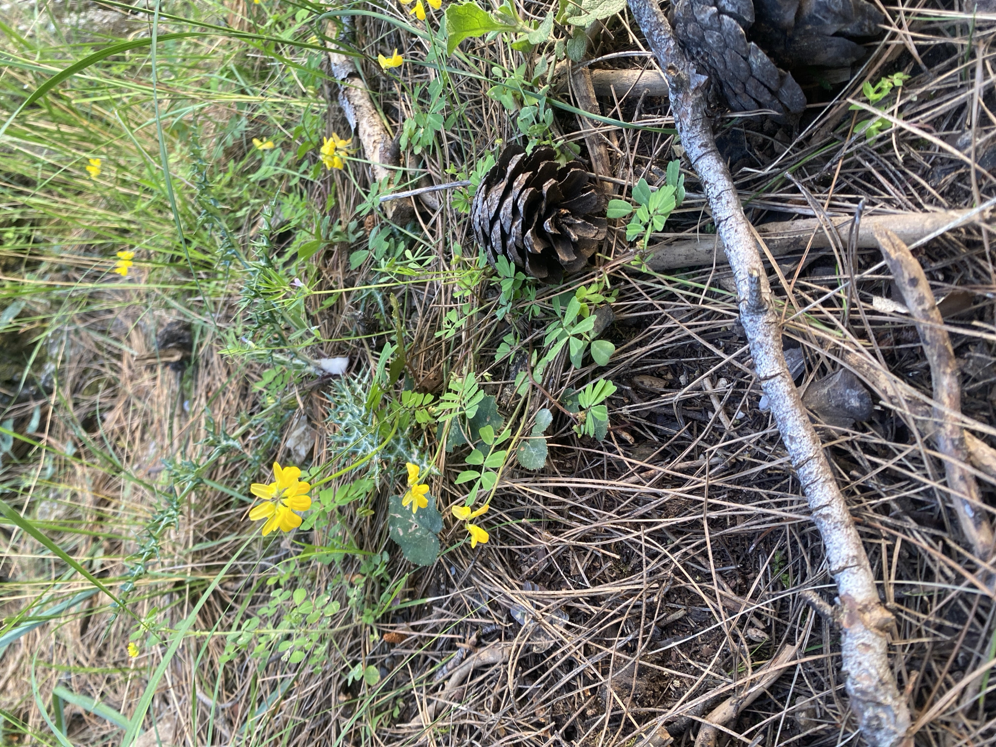 The image shows a ground-level view of forest floor litter, consisting of pine needles, twigs, a pine cone, and sparse vegetation. Some yellow flowers are visible among the green foliage and grasses. There are no people depicted in the image. The location in the city of Alanya, Turkey is not discernible from the given image.