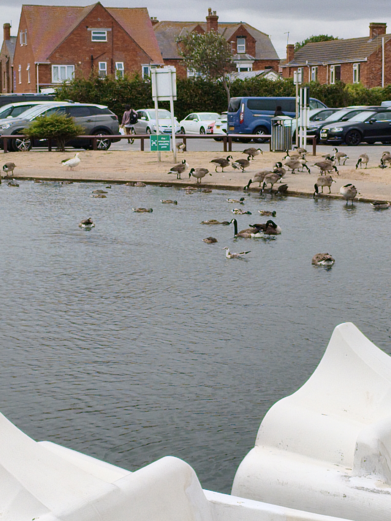 A public park scene in East Lindsey, United Kingdom, features a body of water in the foreground, likely a pond or lake, with several white pedal boat structures visible at the very bottom of the frame, partially submerged. The water is rippled and shows numerous ducks and geese swimming and standing on the bank. The bank itself is a light brown, sandy color, with more birds present.
In the middle ground, a paved walkway runs parallel to the water, bordered by a low wooden fence. Beyond the walkway, a parking lot is visible, containing several cars, including a dark grey SUV, a white hatchback, and a dark blue minivan. A traffic sign is positioned near the parking lot entrance.
The background consists of buildings with red brick facades and pitched roofs, typical of residential or commercial structures in the area. Some buildings have white-framed windows. Trees and shrubs are scattered throughout the scene, providing some greenery. The sky is overcast and grey. A single person, seen from behind and walking away, is present on the walkway, carrying a bag over their shoulder. The overall atmosphere is overcast and somewhat muted, indicating a cloudy day.