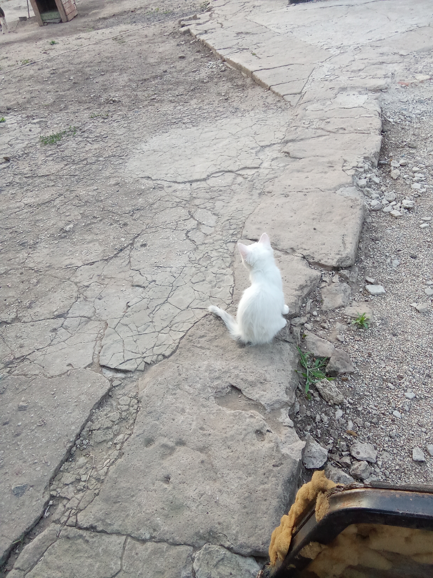 A white cat sits on a cracked concrete surface, facing away from the camera. The cat is positioned on a larger slab of concrete, with smaller, uneven pieces of concrete surrounding it. The ground is a mix of concrete and gravel, with sparse green vegetation growing through the cracks. In the background, to the left, a small wooden structure, possibly a doghouse or shed, is visible. The environment appears to be outdoors in an urban or semi-urban setting. The image was captured in Oleksandrivka, Ukraine.