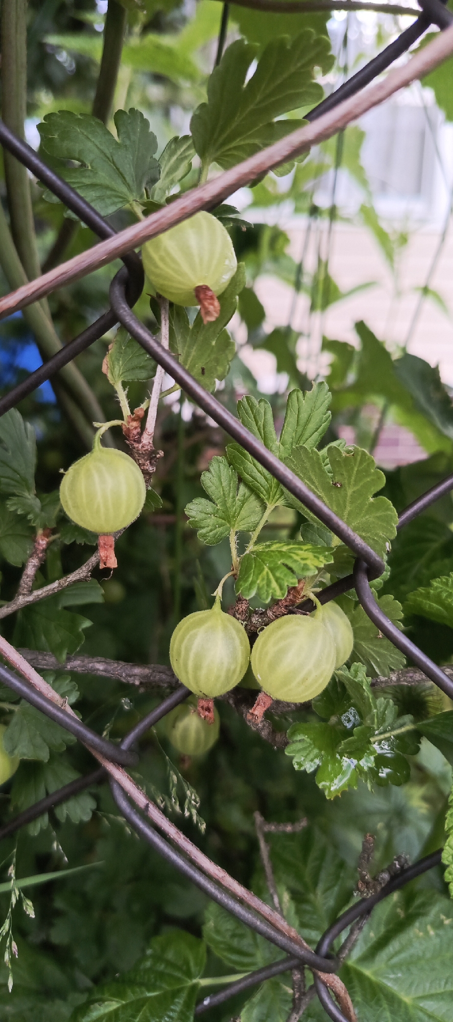 This is a close-up, vertical, eye-level shot of gooseberries growing on a bush, partially obscured by a wire fence. The gooseberries are a pale green color, some are round, and others are slightly oval. They are attached to thin stems, and some have dried, reddish-brown remnants of blossoms at their bases. The leaves of the gooseberry bush are green, serrated, and appear damp in places, suggesting recent rain. The wire fence, made of dark, thin wires, creates a criss-cross pattern in the foreground, with some wires running horizontally and others diagonally across the frame. Behind the gooseberries and leaves, the background is blurred, showing more green foliage and hints of a light-colored structure, possibly a building, in the upper right. The overall impression is of an outdoor garden scene in what appears to be a temperate climate. The location is identified as Мерчалово Снт, Russia.
