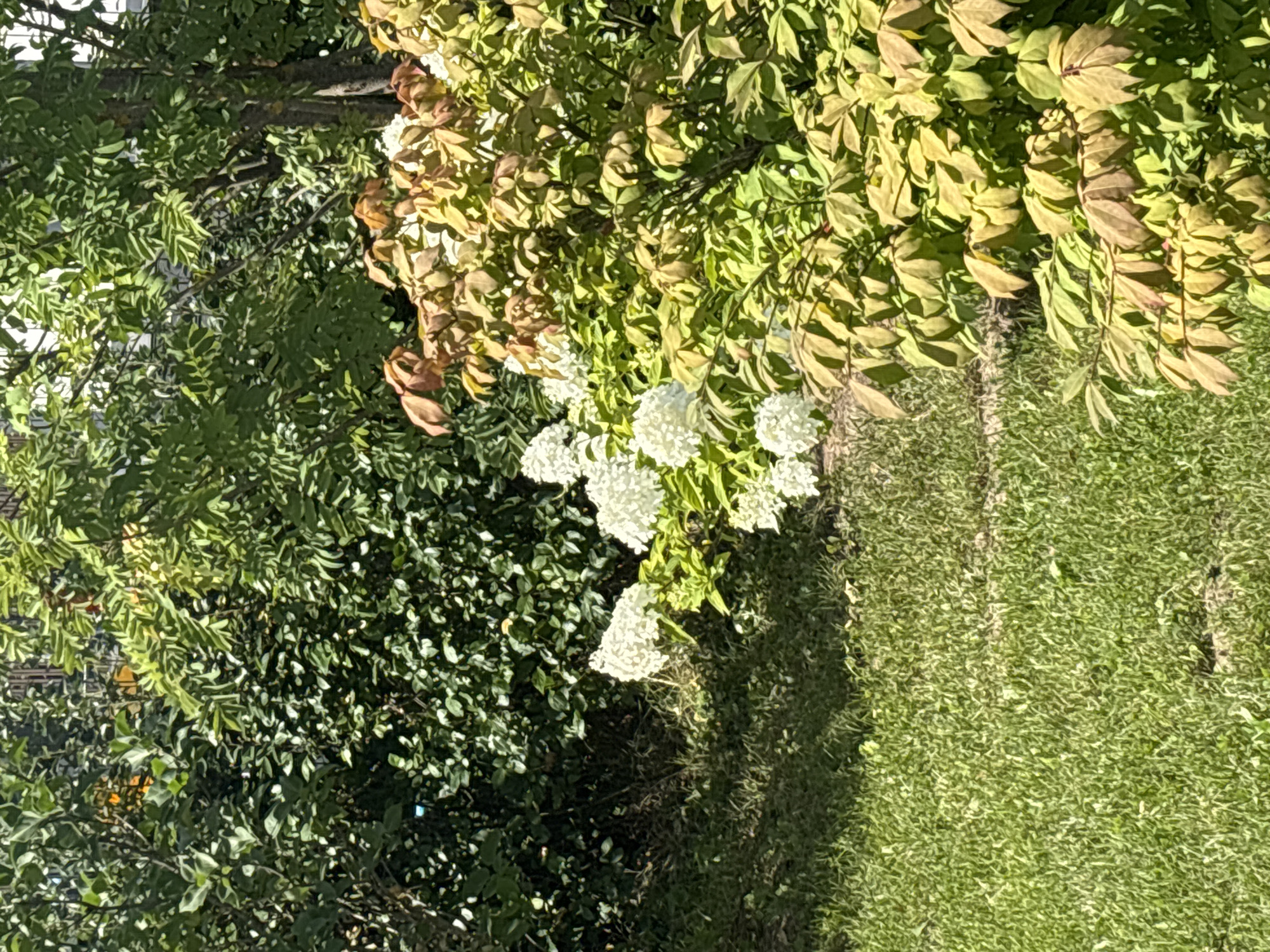The image depicts a sun-drenched garden scene with lush greenery and white flowers. In the foreground, a well-maintained lawn shows dappled sunlight and shadows, suggesting it is midday. To the right, a flowering shrub with clusters of white blooms is prominent. This shrub has leaves that transition from vibrant green to a warm, bronzed hue, indicative of changing seasons or sun exposure. Behind this, a dense hedge of dark green foliage forms a backdrop. Further in the background, taller trees with lighter green leaves are visible, with some hints of darker tree trunks. The overall impression is of a tranquil outdoor setting. Without specific landmarks or identifying features within the image, pinpointing the exact location in Zvenigorod, Russia is not possible based solely on visual evidence.