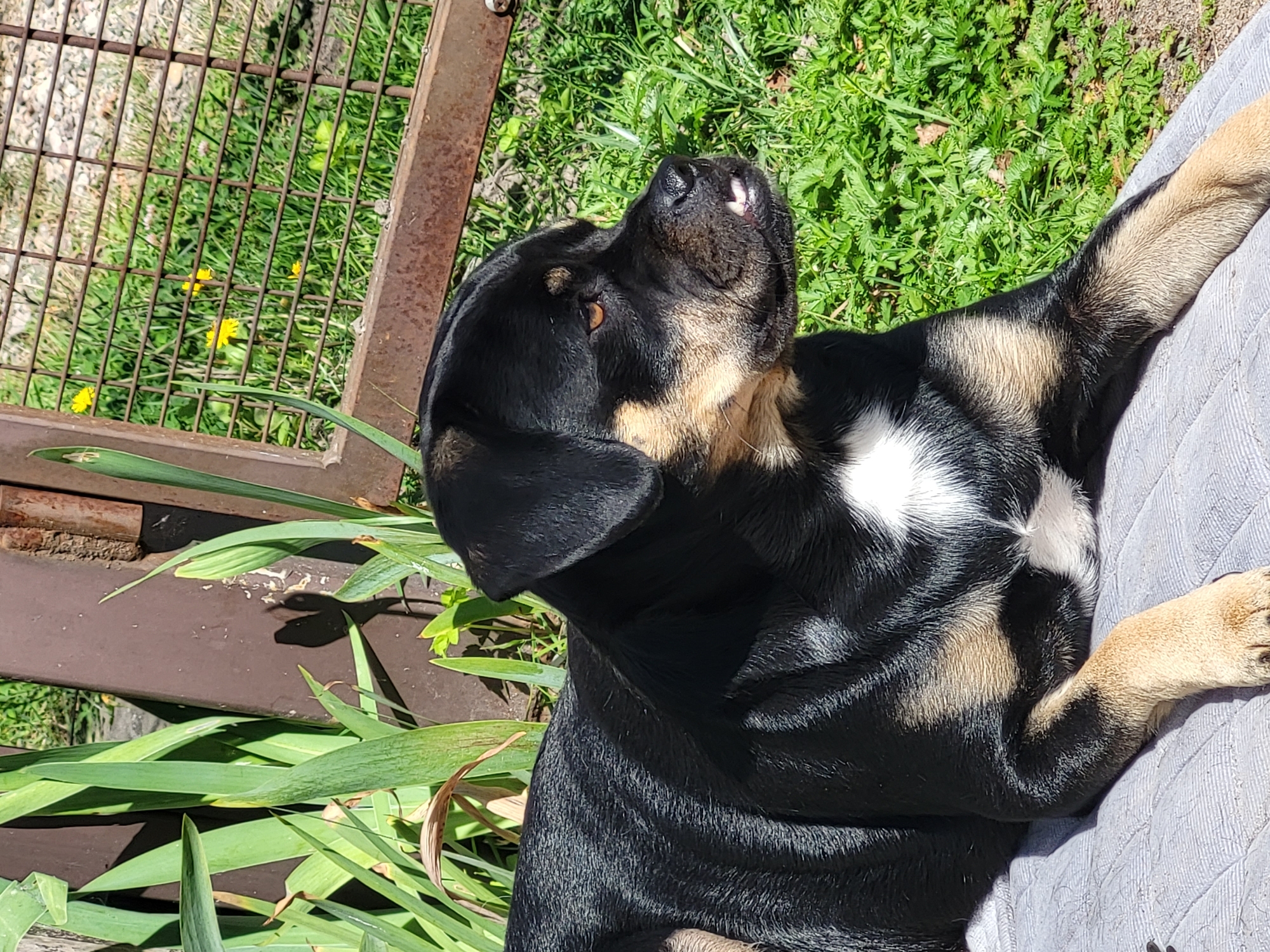 A medium shot captures a black and tan dog resting outdoors. The dog is lying on a light gray quilted surface, its body angled to the right. Its fur is mostly black with tan markings on its legs, chest, and face. A patch of white fur is visible on its chest. The dog's head is turned to the right, and its mouth is slightly open, revealing its teeth. In the background, green grass is abundant, with some yellow dandelions scattered throughout. Behind the grass, there's a rusty metal fence. To the left of the dog, tall green plants and a brown metal post are visible, casting shadows on the ground. The scene is illuminated by sunlight, creating a bright and natural setting.