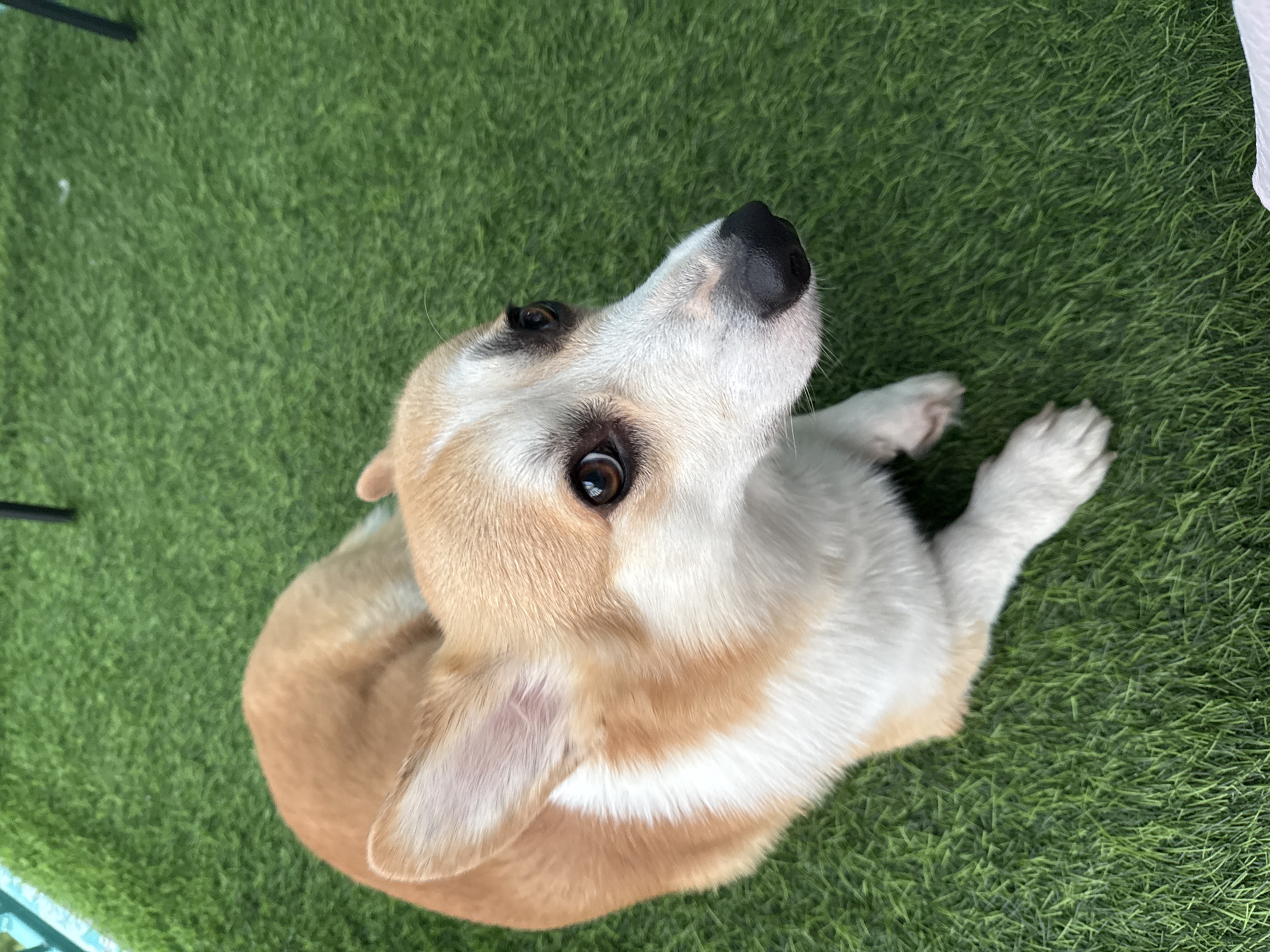 An overhead shot captures a corgi lying on a patch of artificial green grass. The dog's fur is a mix of tan and white, with tan markings around its eyes and ears, and a white blaze down its muzzle. Its nose is black, and its brown eyes are looking upwards, giving it an attentive and perhaps slightly curious expression. The dog's paws are visible, splayed out on the grass. The setting appears to be outdoors, given the grass and the implied open space, though the rest of the surroundings are not clearly depicted. The lighting suggests it could be daytime.
