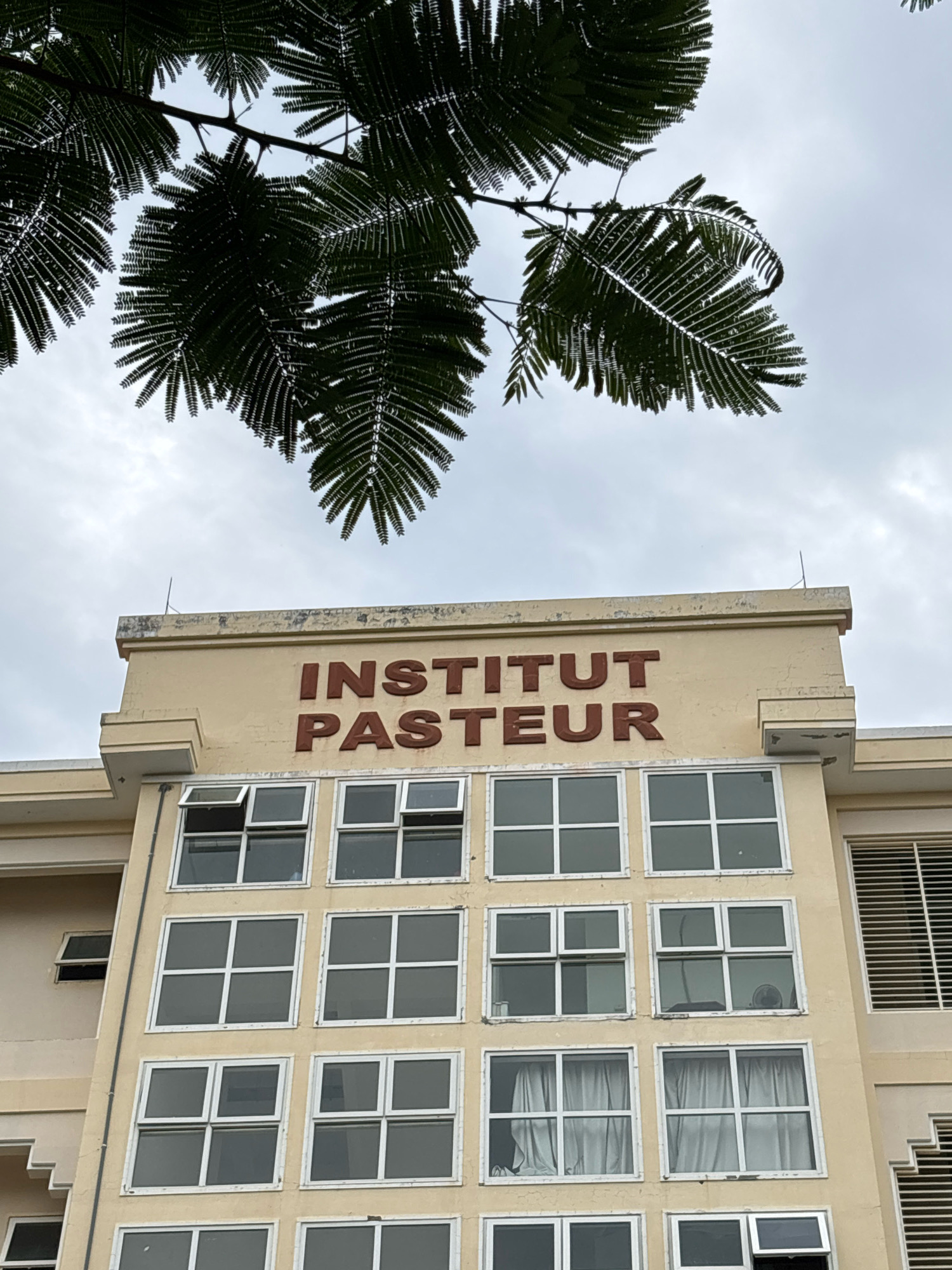 The photograph captures the upper facade of the Institut Pasteur in Nha Trang, Vietnam, under an overcast sky. Large, dark green leaves of a tree hang from the top of the frame, partially obscuring the building. The building itself is a pale yellow structure with multiple rows of square windows. The words "INSTITUT PASTEUR" are prominently displayed in large, dark red, three-dimensional lettering on the top story. The windows appear to be white-framed, and some are open. The architecture suggests a functional, institutional building. The overall impression is one of a daytime scene, possibly in the morning or afternoon, given the diffuse light.